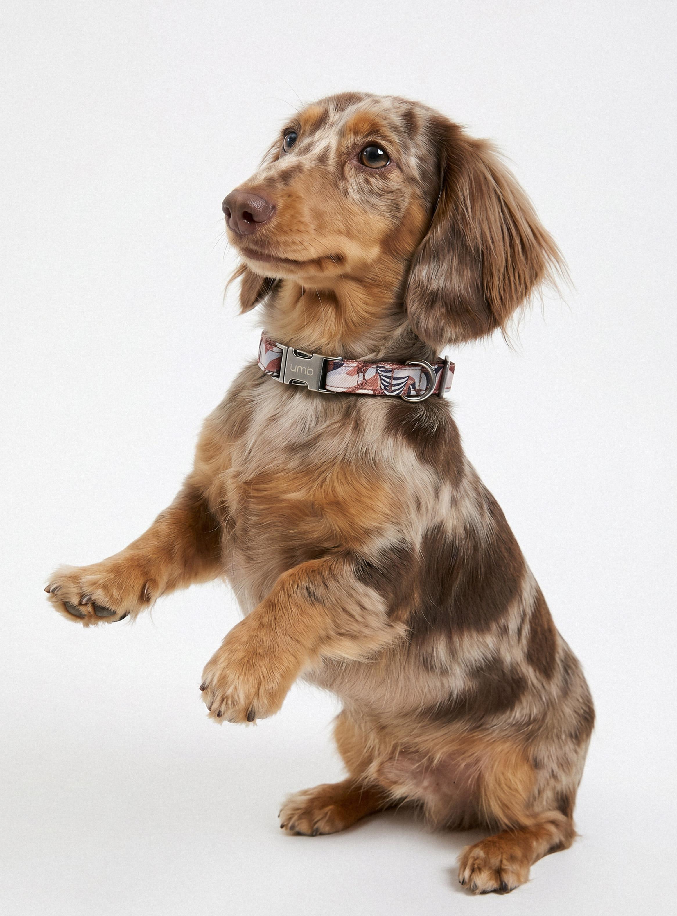 Collar para Perros Estampado Pets Collection-0