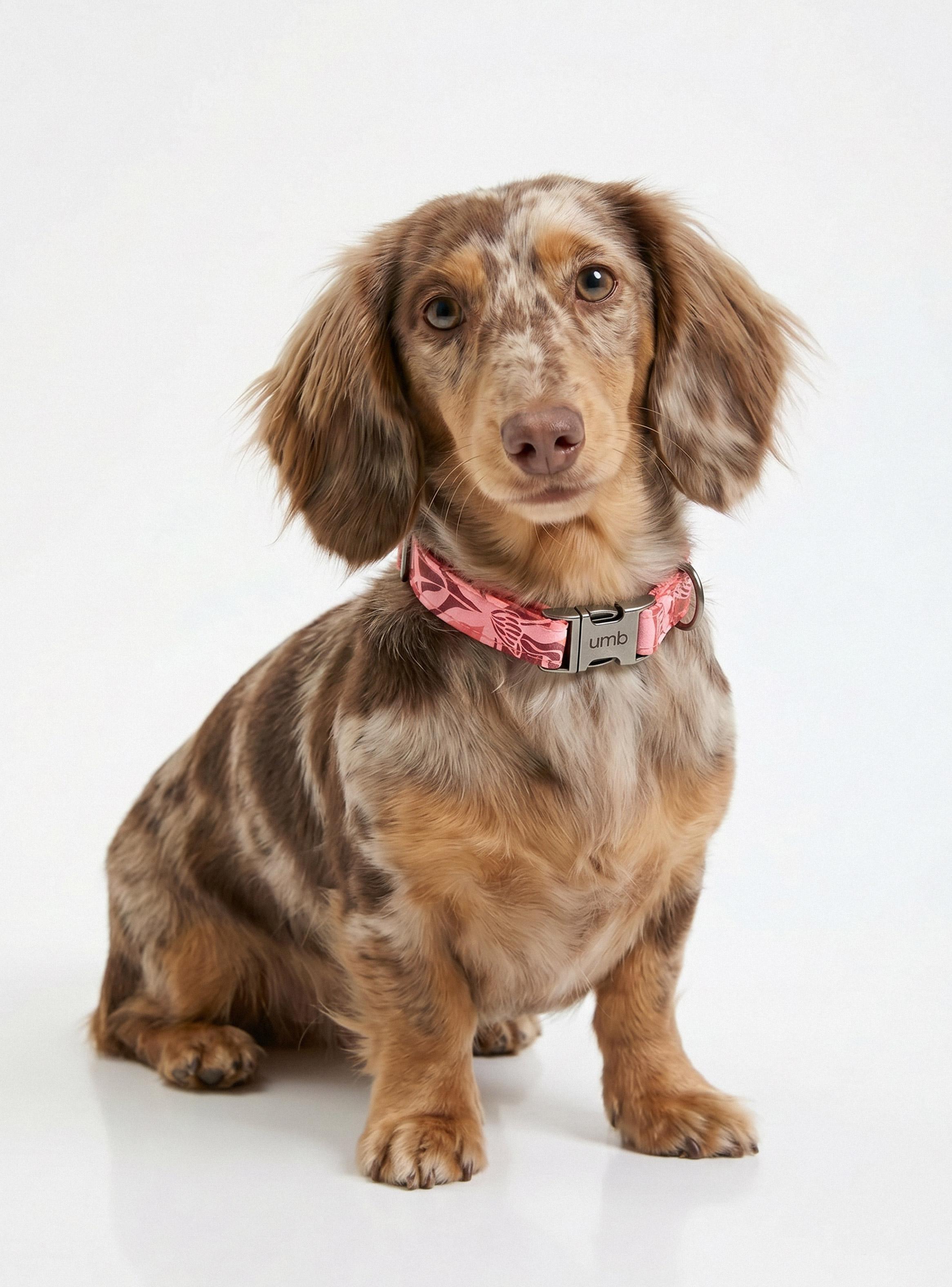 Collar para Perros Estampado Pets Collection-0