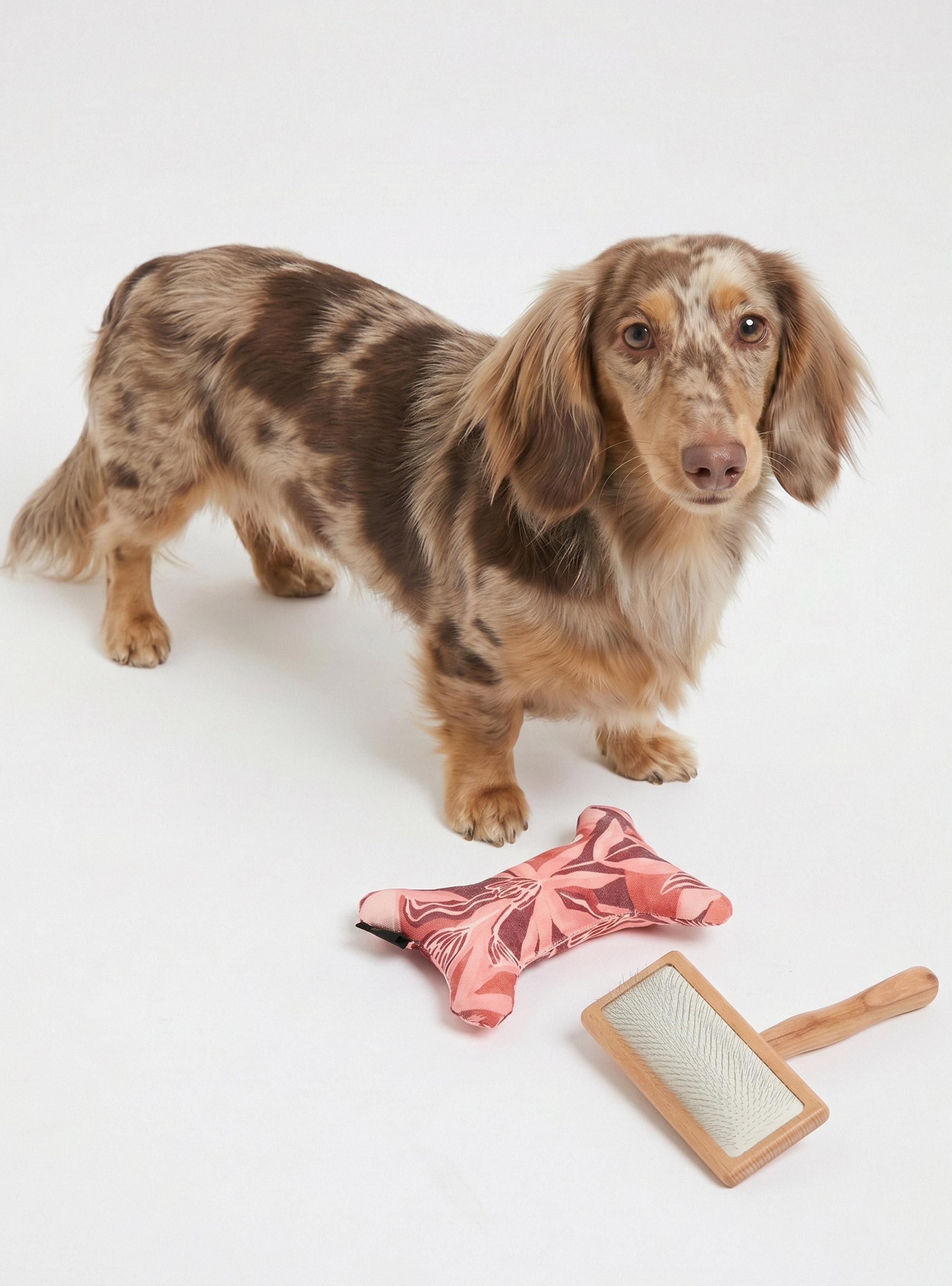 Accesorios Higiene para Perros Hueso de Juguete y Peine-0