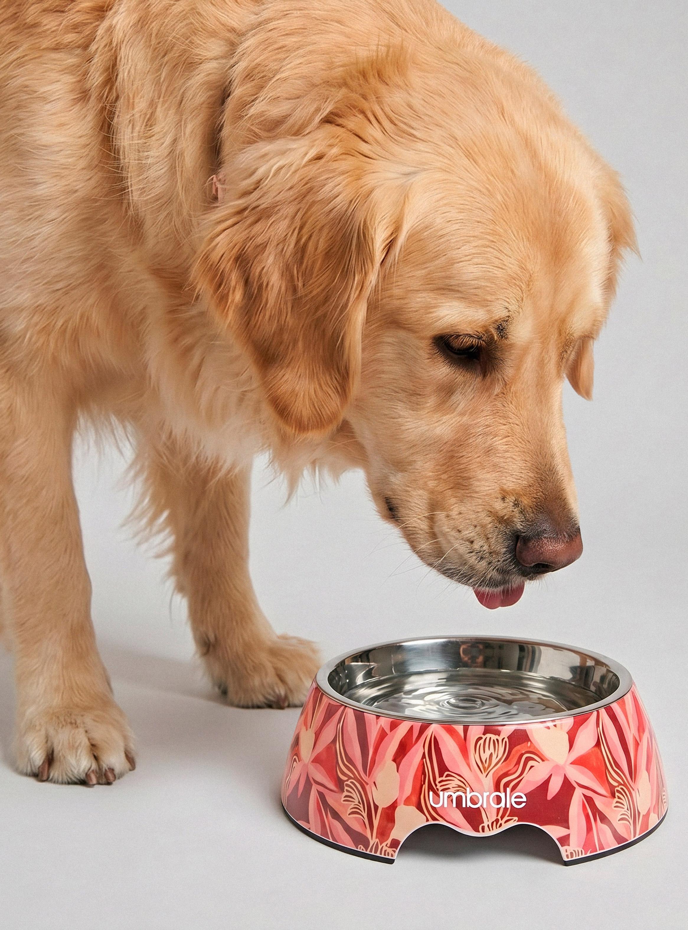 Plato para Perro Estampado Grande-0