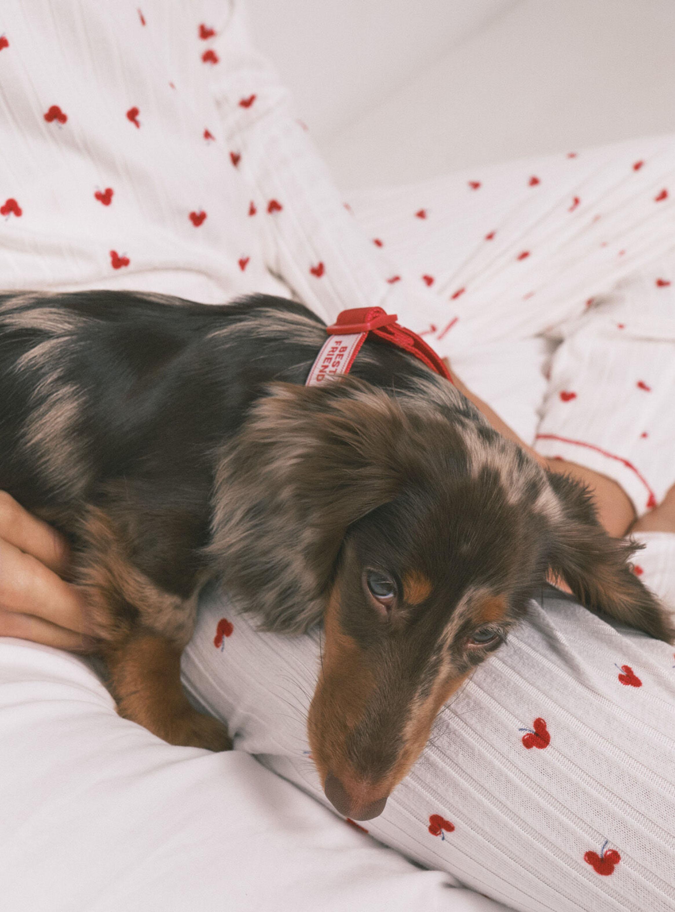 Bandana Perro Roja Corazones-4