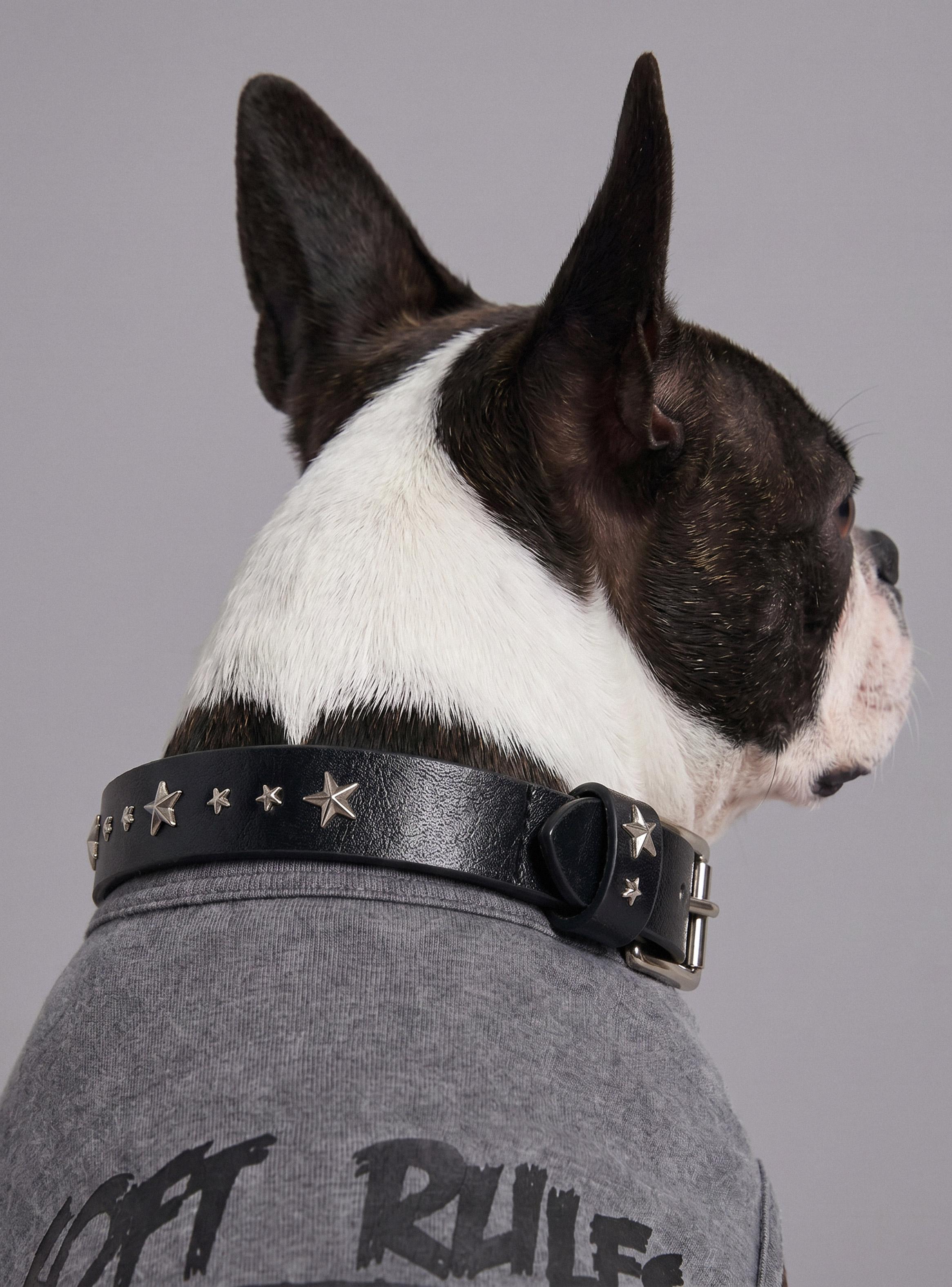 Collar para Perros con Tachas y Estrellas Pets Collection-1