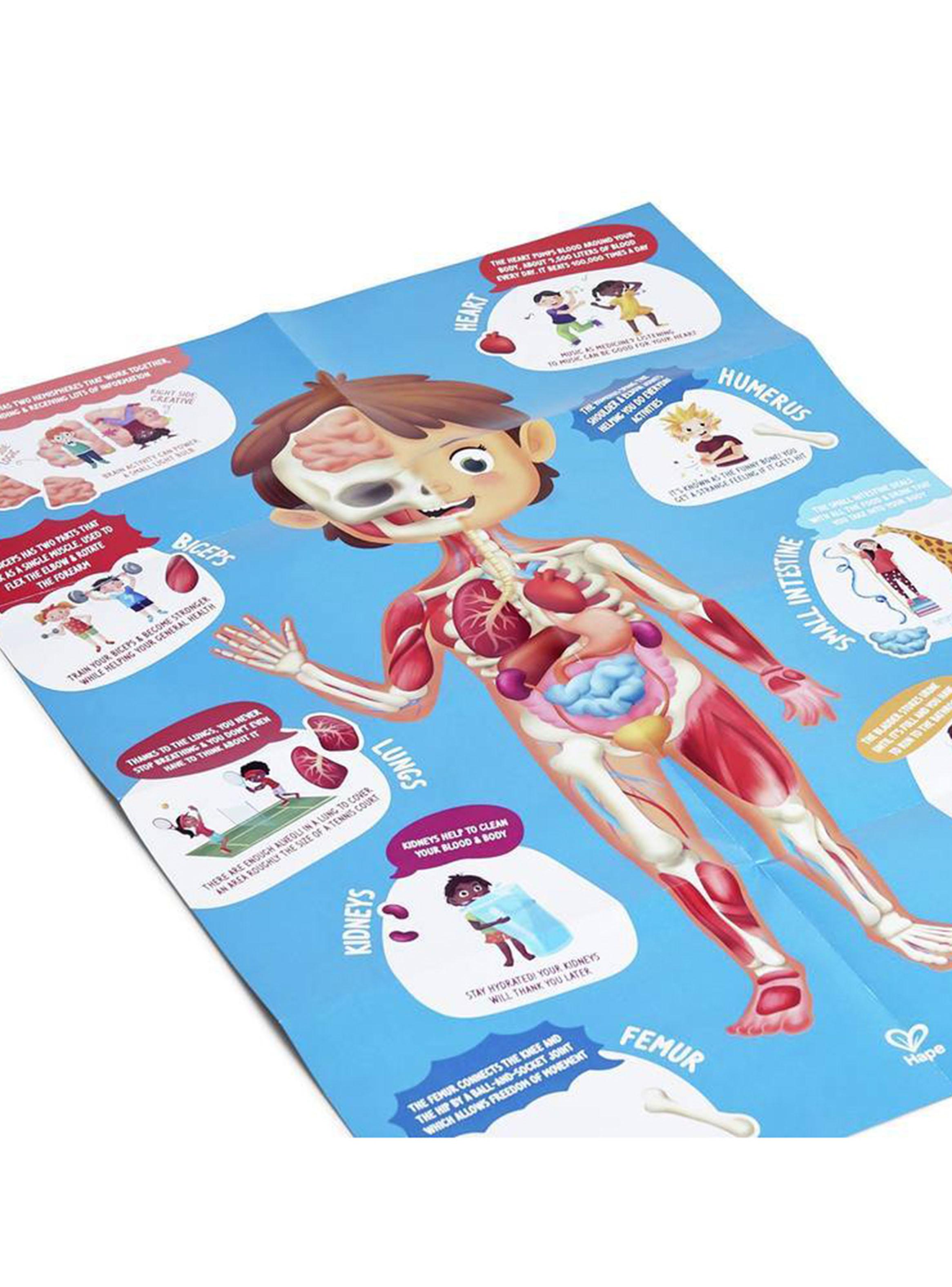 Rompecabezas del Cuerpo Humano-4