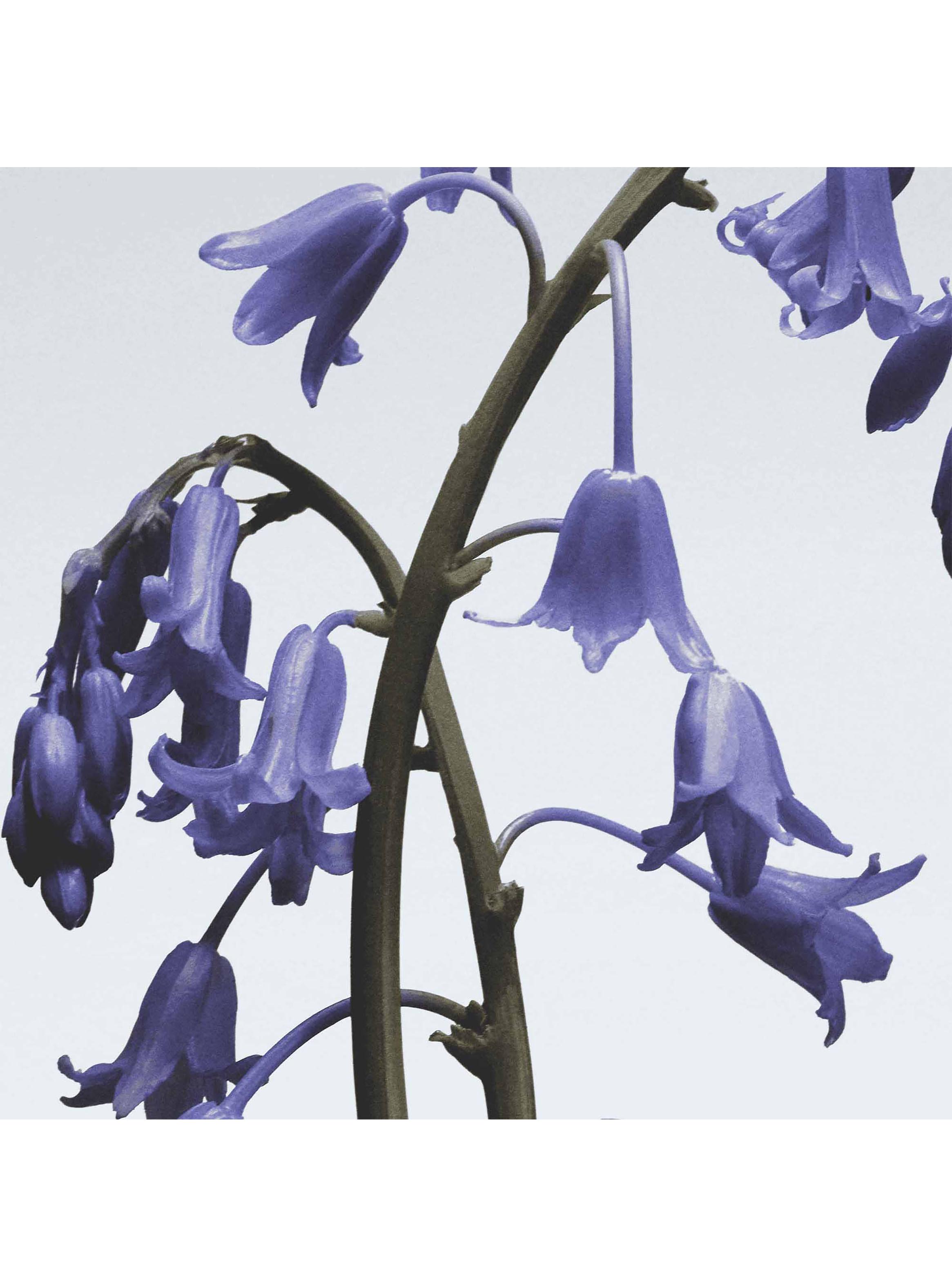 Colonia Wild Bluebell EDC Unisex 100ml-3
