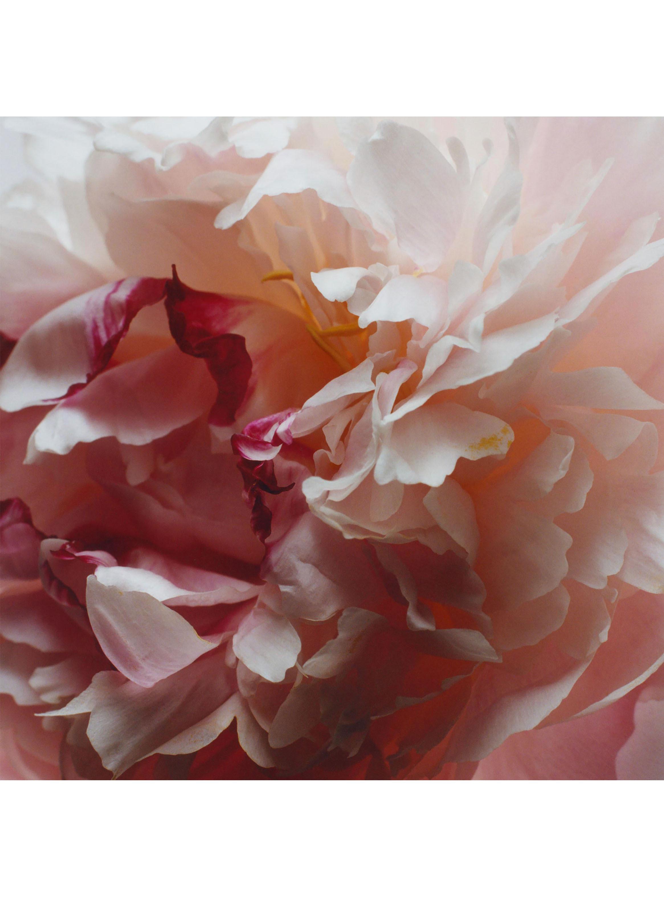 Colonia Peony & Blush Suede EDC Unisex 30ml-3