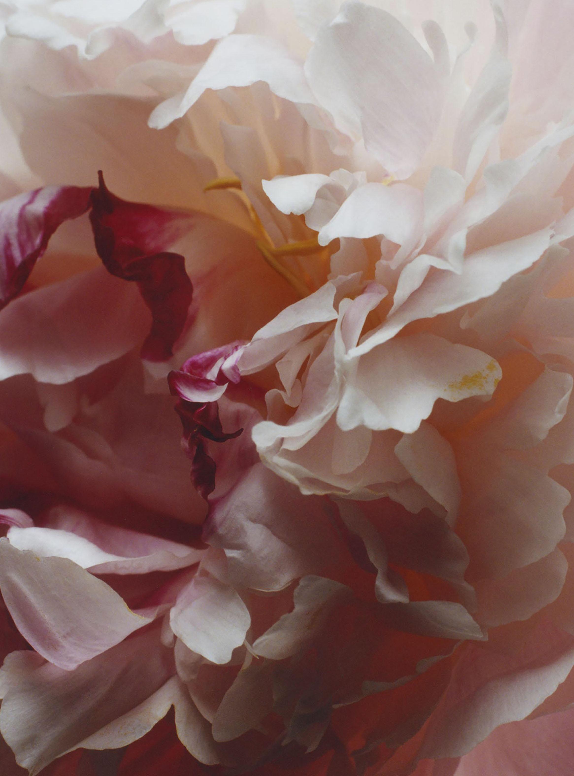 Crema de manos Peony & Blush Suede 30ml-2