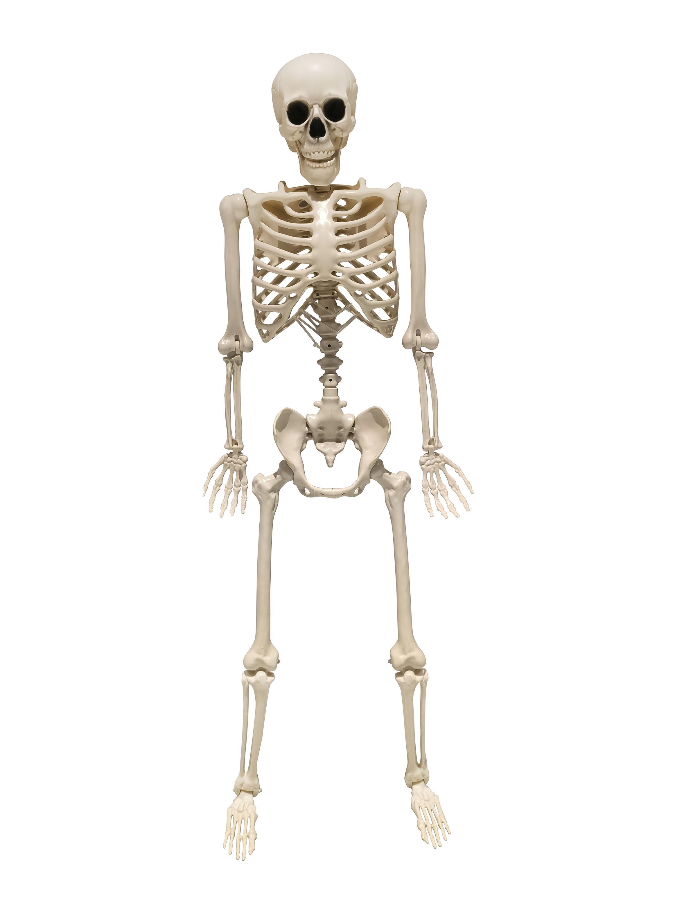 Esqueleto Halloween 165 cm-0