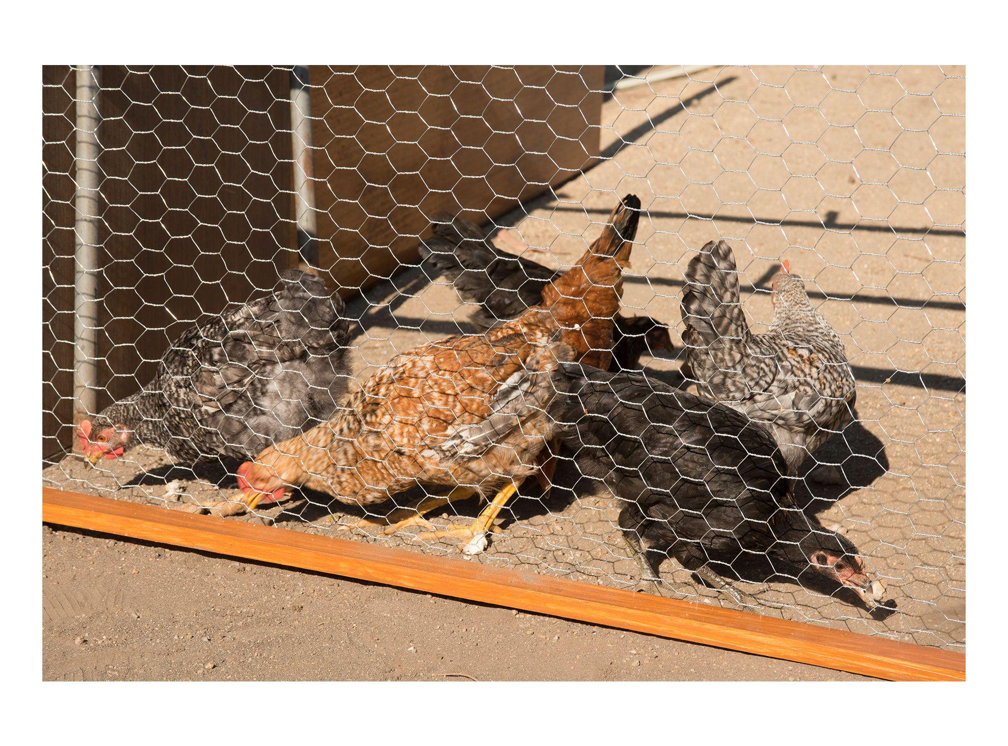 Malla hexagonal 60 cm 3 m 1'' galvanizado Inchalam-1