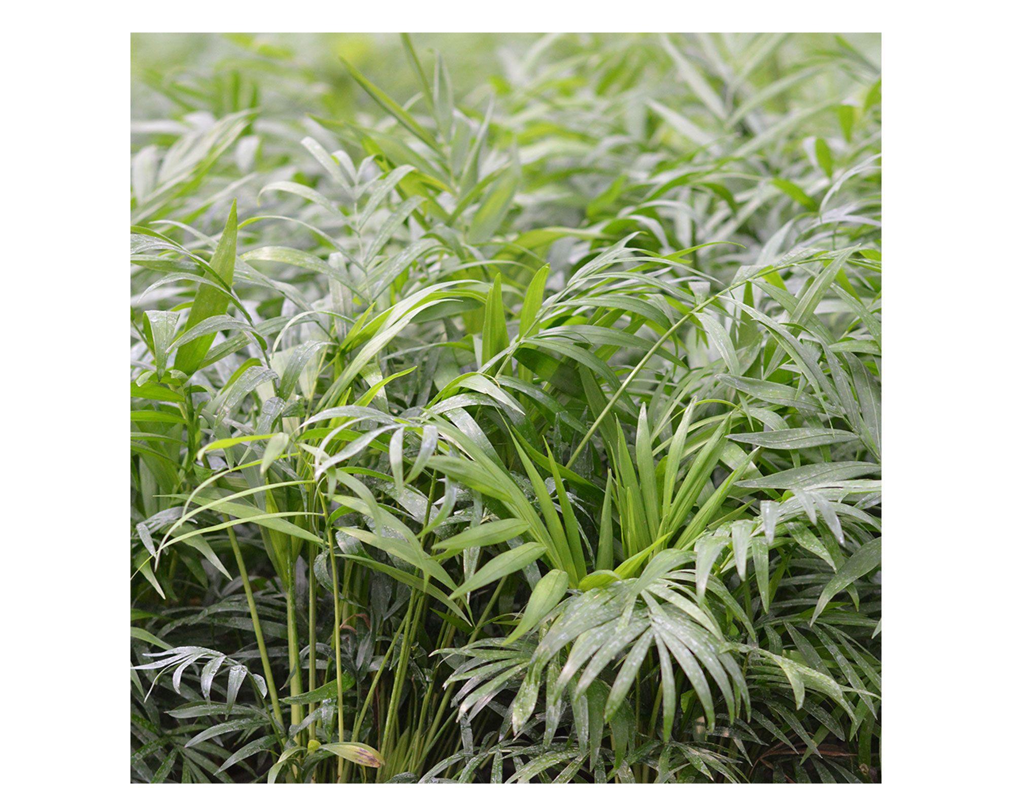 Planta natural Chamaedorea 56x30x17 cm-2