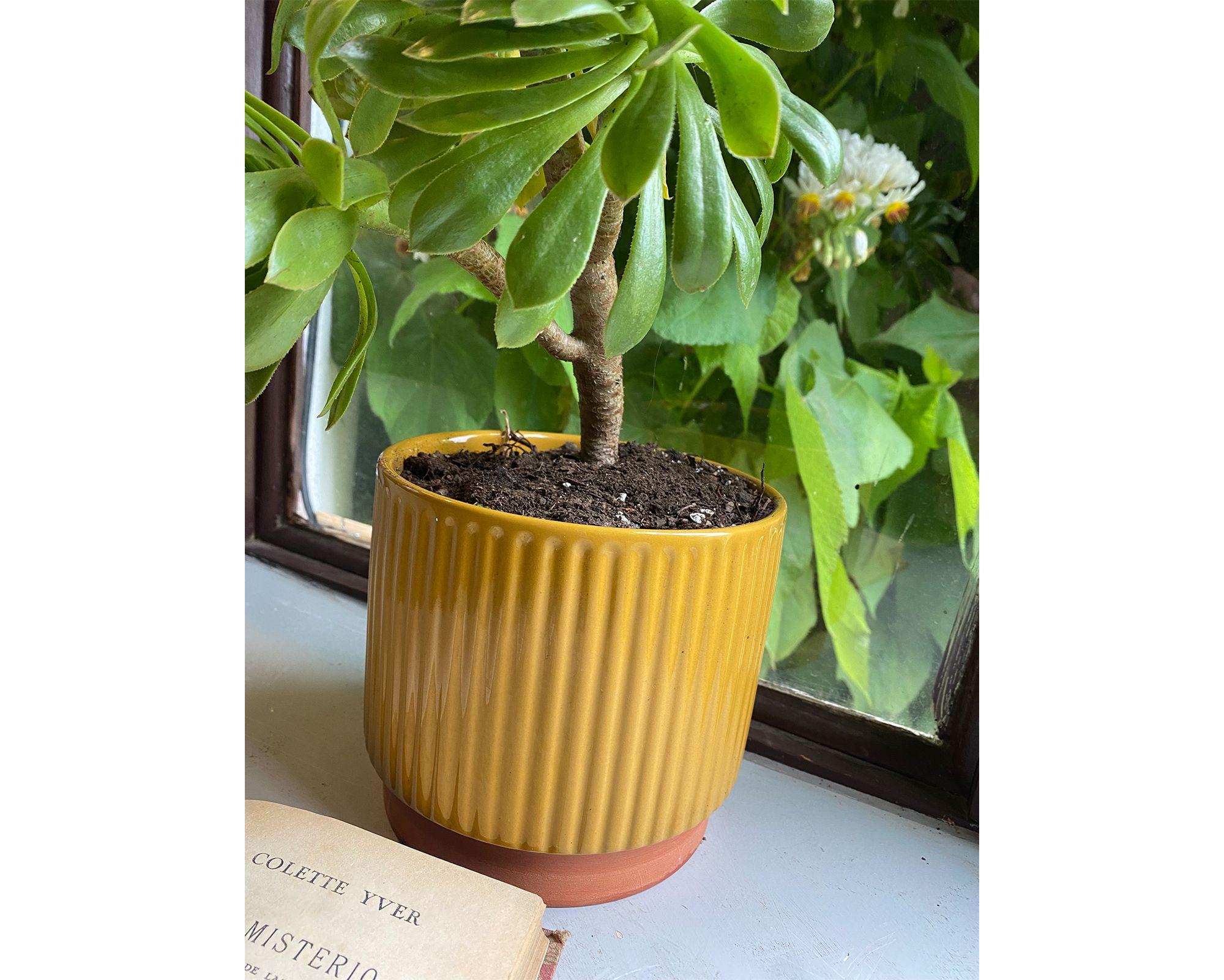 Macetero enlozado mostaza 17x15x15 cm-2