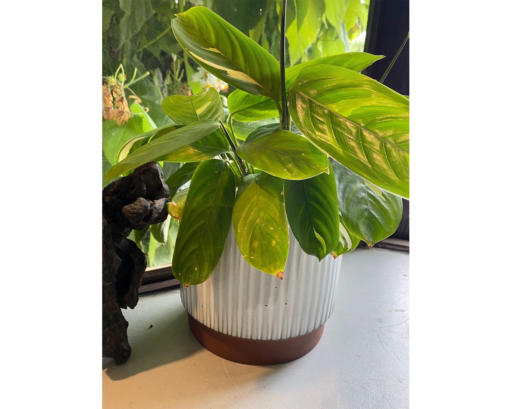 Macetero enlozado blanco 20x18x18 cm-1