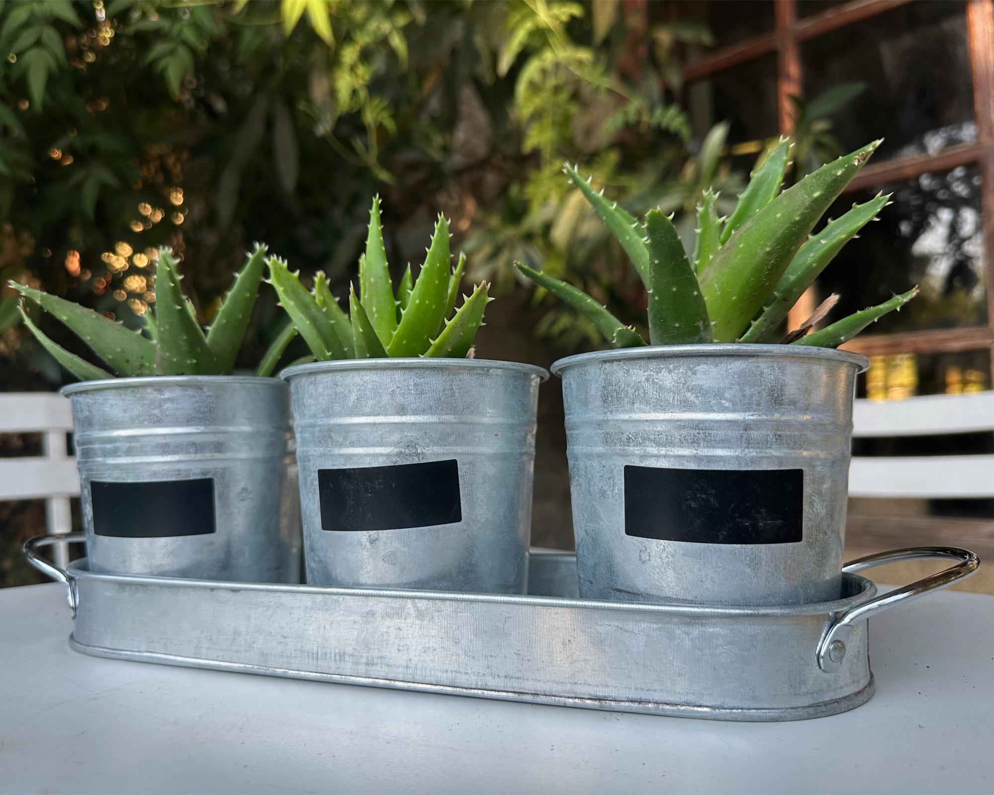 Set 3 maceteros pizarra + bandeja vintage-2