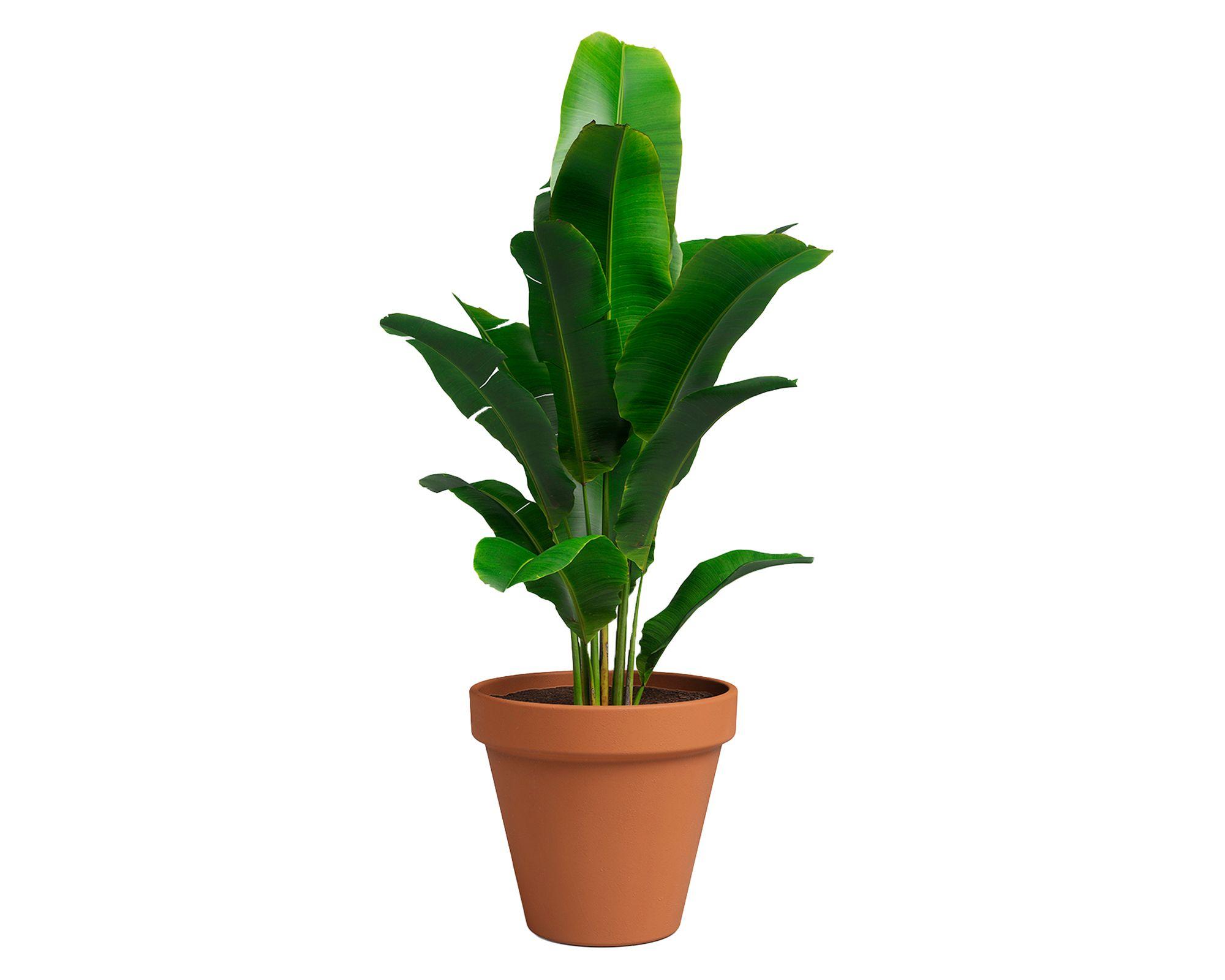 Maceta Amalia pot natural 23 cm-2