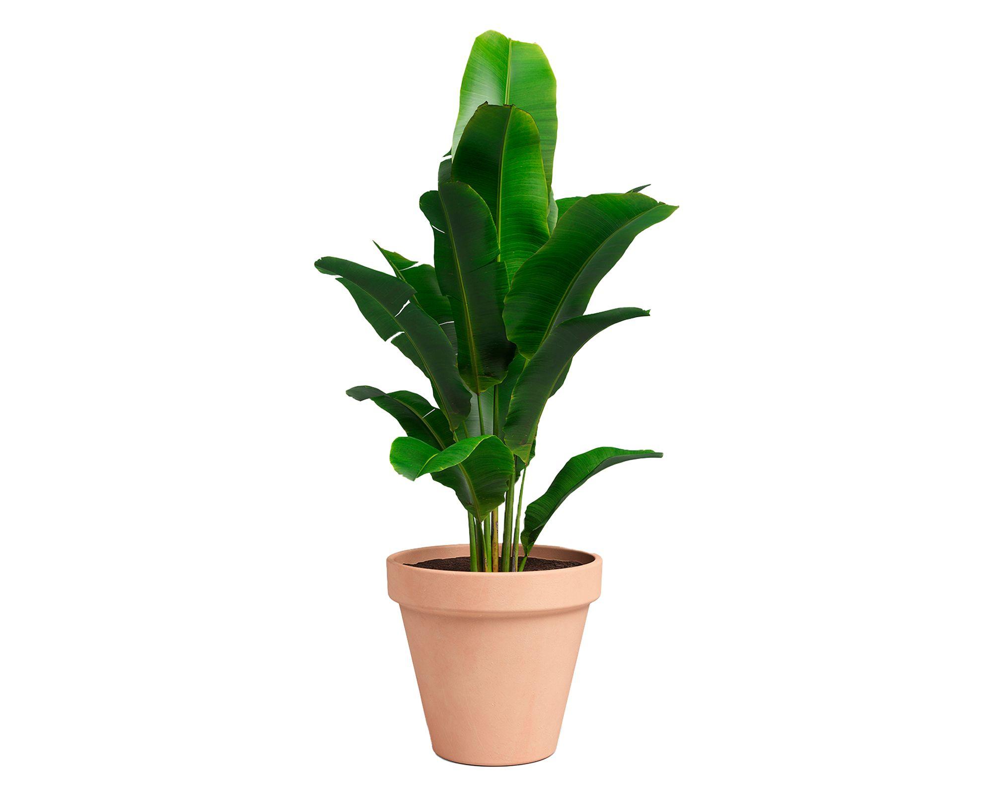 Maceta Amalia pot antique 43 cm-2