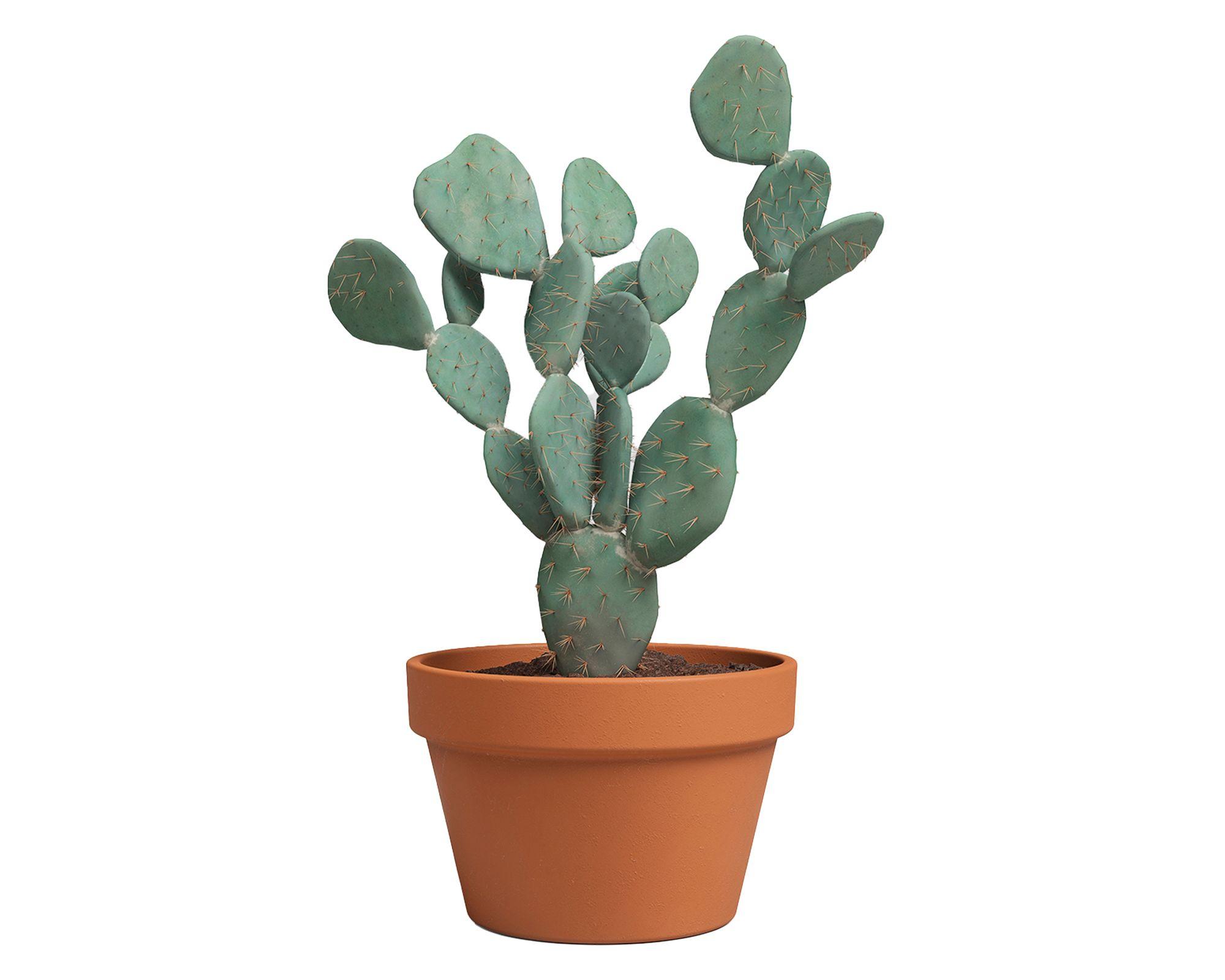 Maceta Amalia bowl natural 27 cm-2