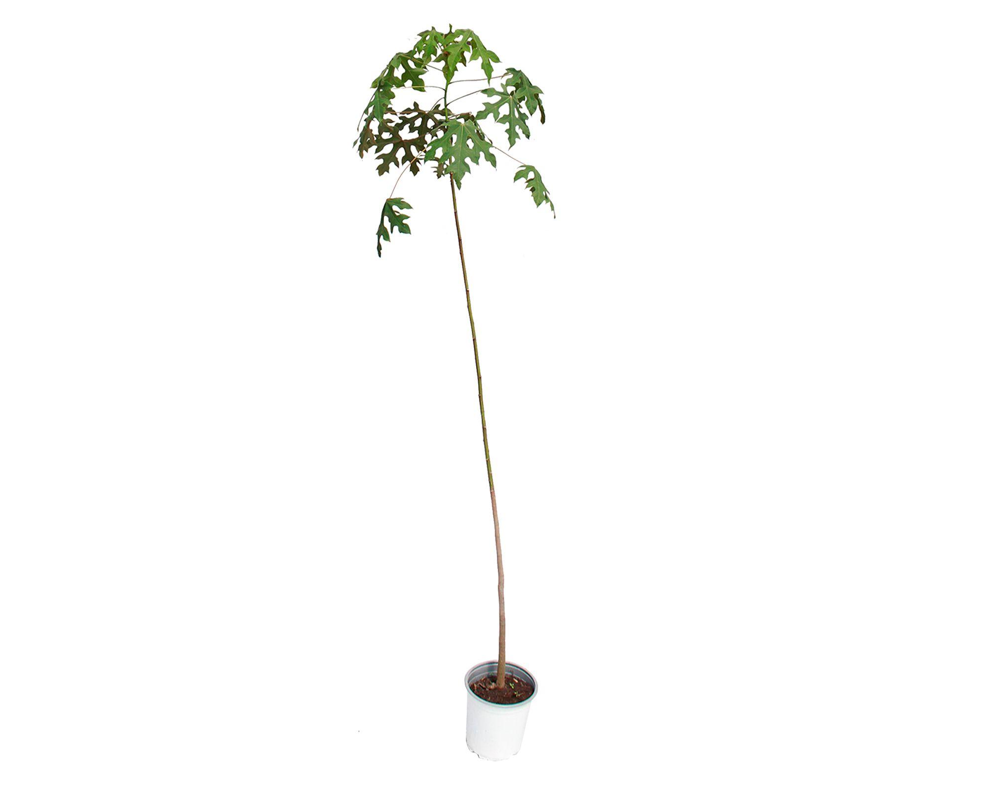 Planta natural Brachychiton acerifolius VCH 19 160x30 cm-0
