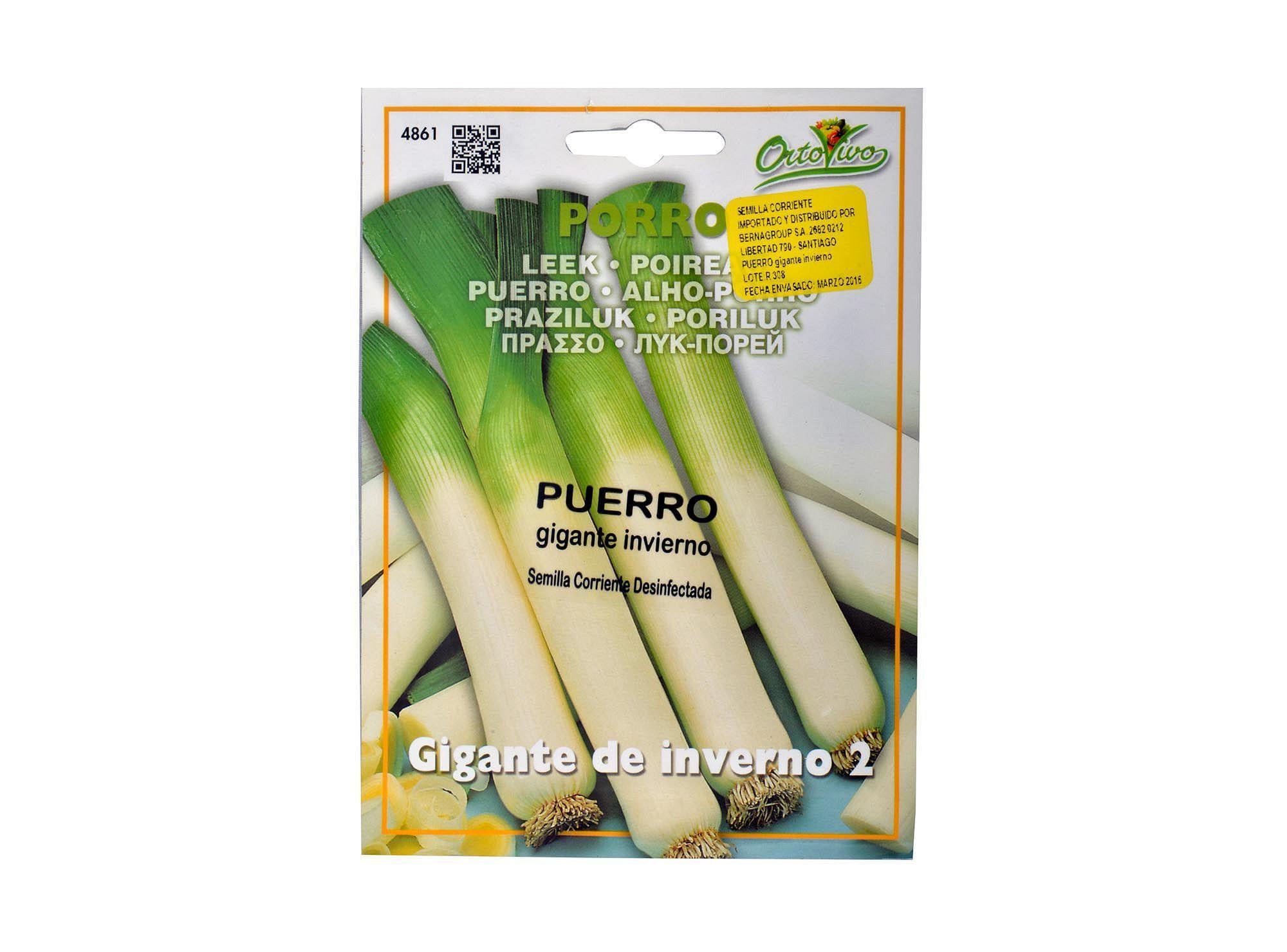Semilla corriente puerro gigante invierno desinfectada x4.5g Ortovivo-1