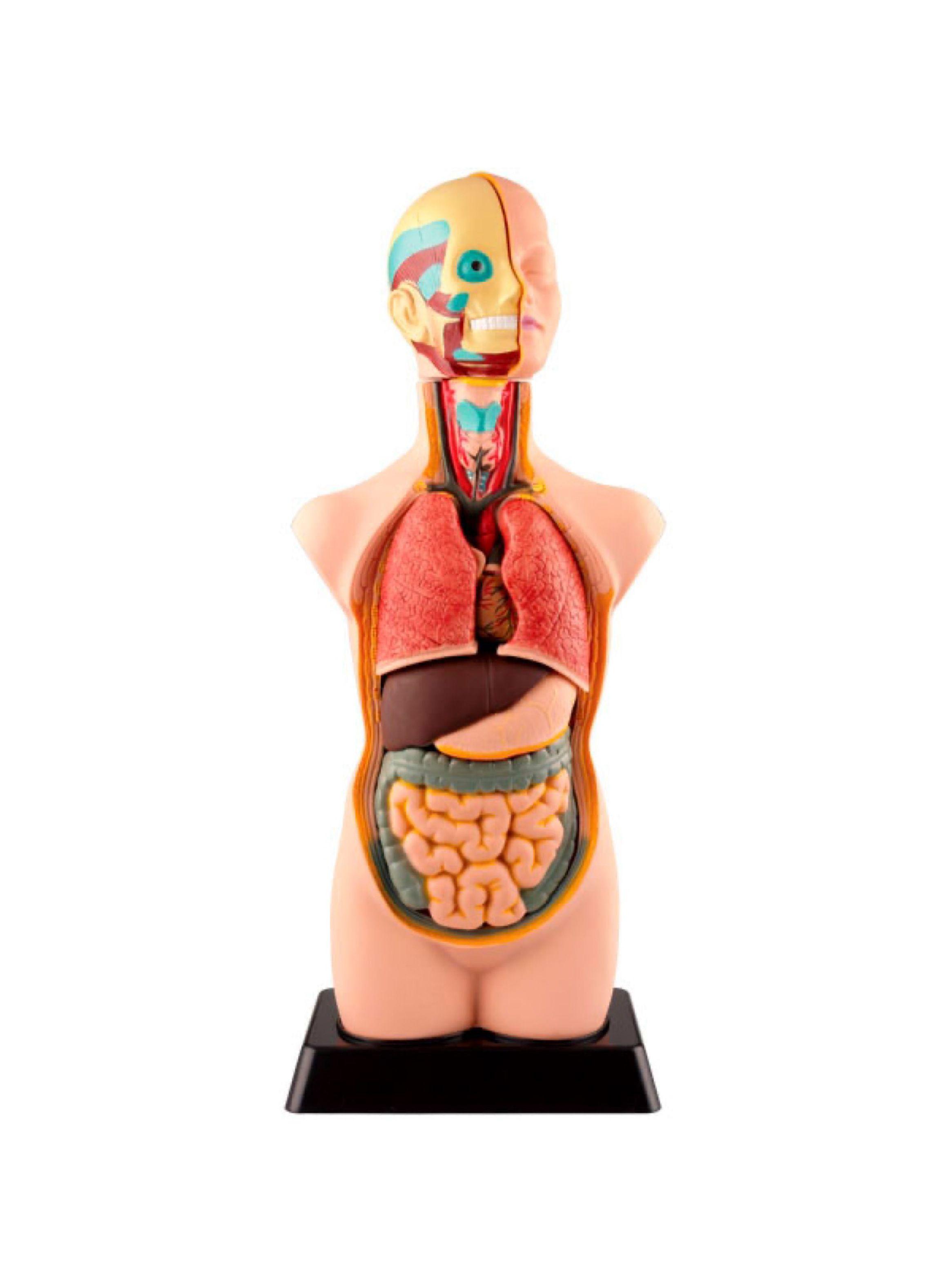 Juego Seigard de Aprendizaje Anatomía Humana-0