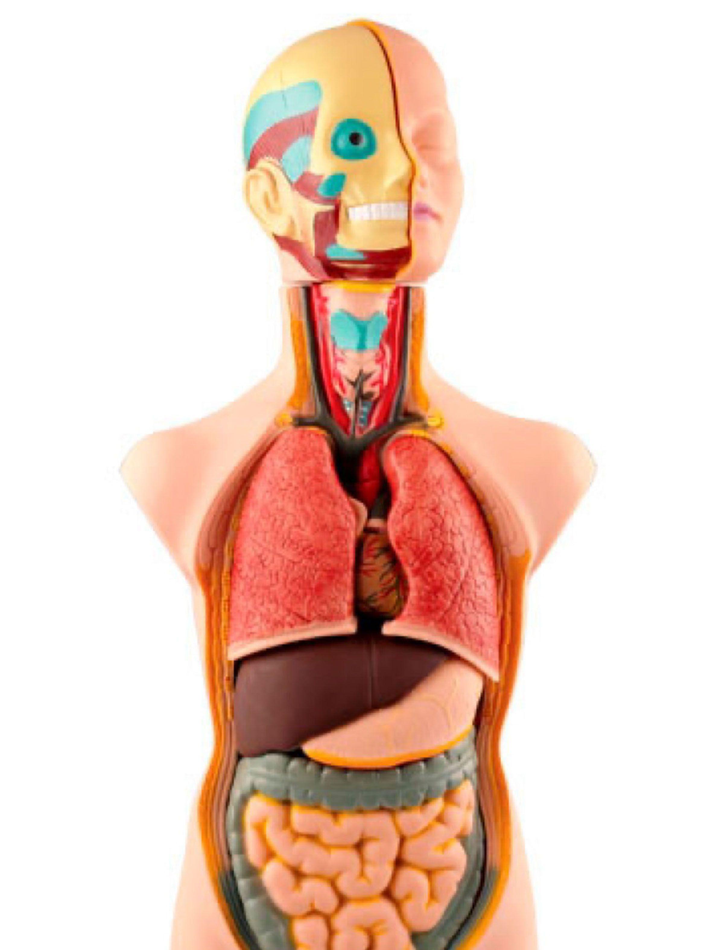 Juego Seigard de Aprendizaje Anatomía Humana-1
