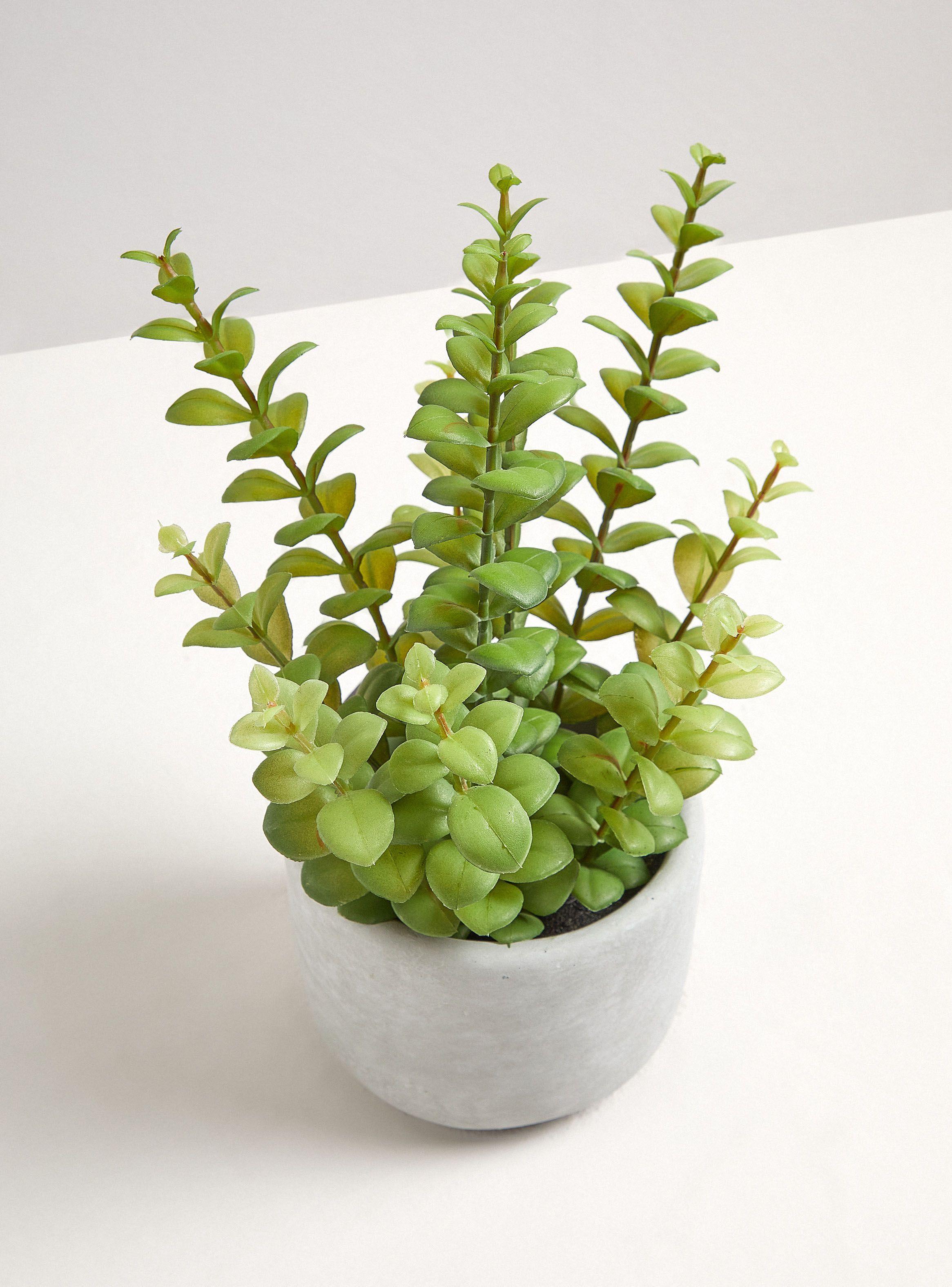 Planta Leaves 13 x 30 cm-1