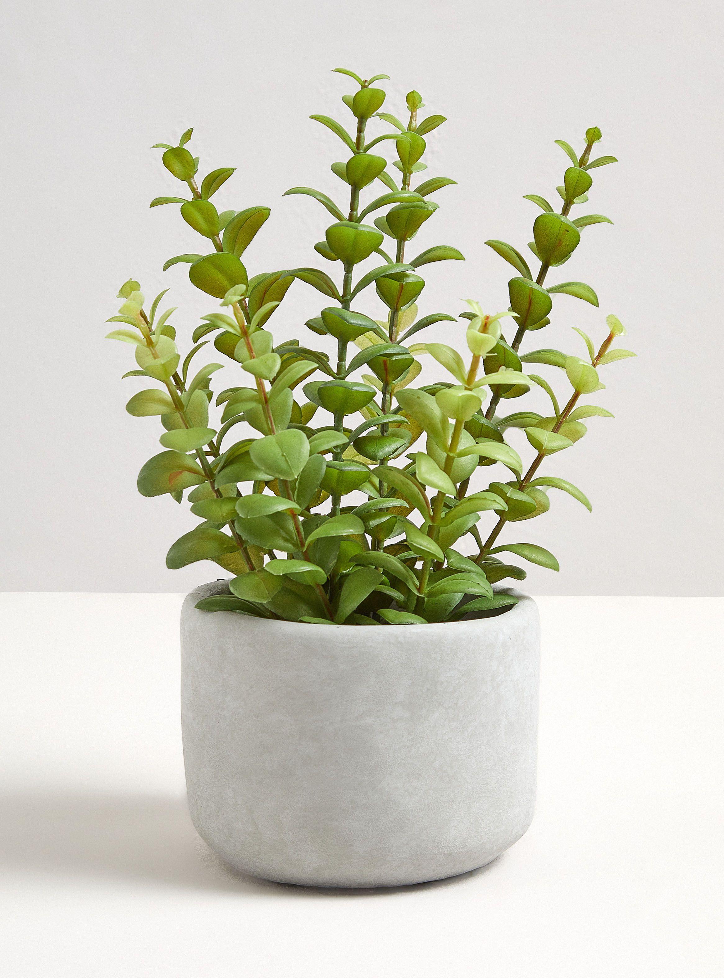 Planta Leaves 13 x 30 cm-0