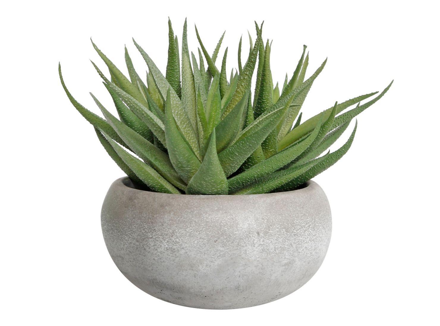Planta Alaniz Home Aloe Leave 19 x 15 cm-0
