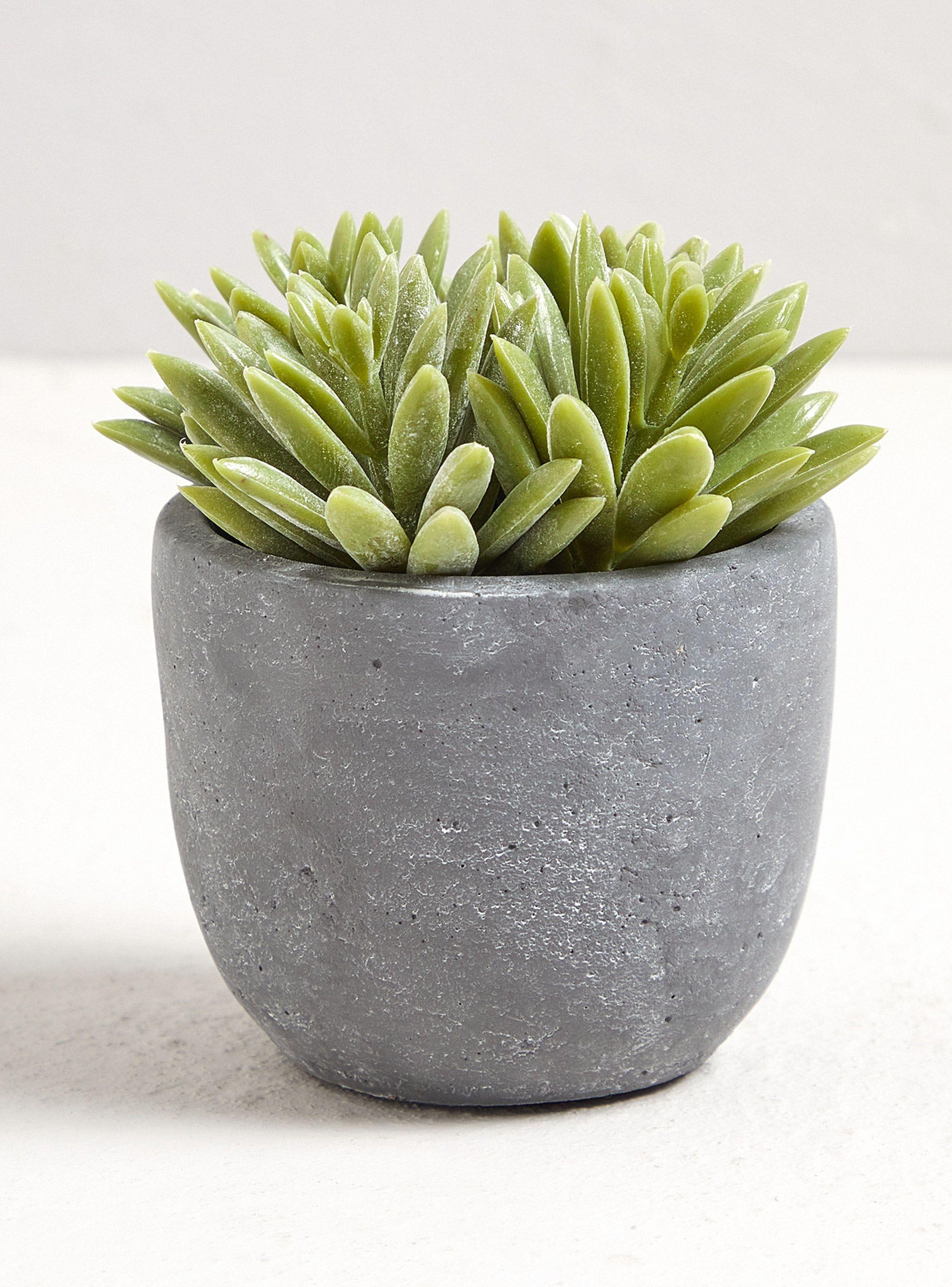 Mini Suculentas 11.43 x 11.43 x 10.8 cm-0