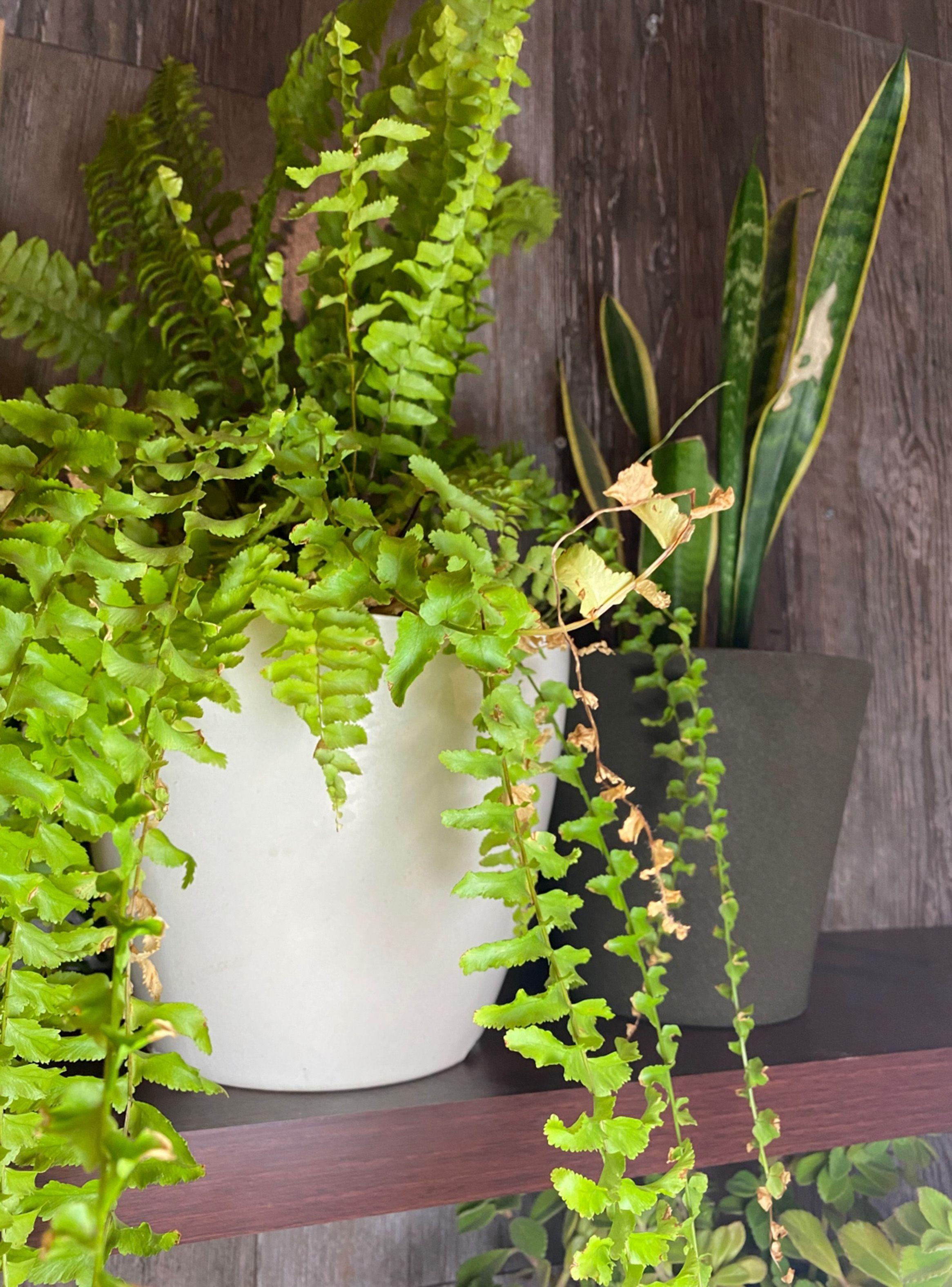 Maceta Decogreen Biodegradables Actual Blanca-3