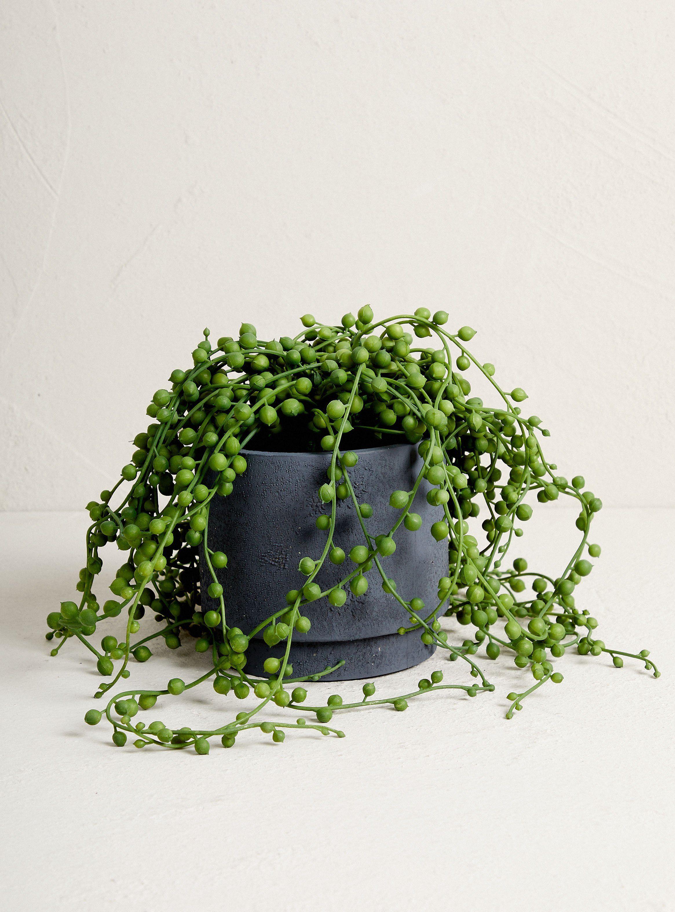 Planta Suculenta Rosario 35.5 cm-0