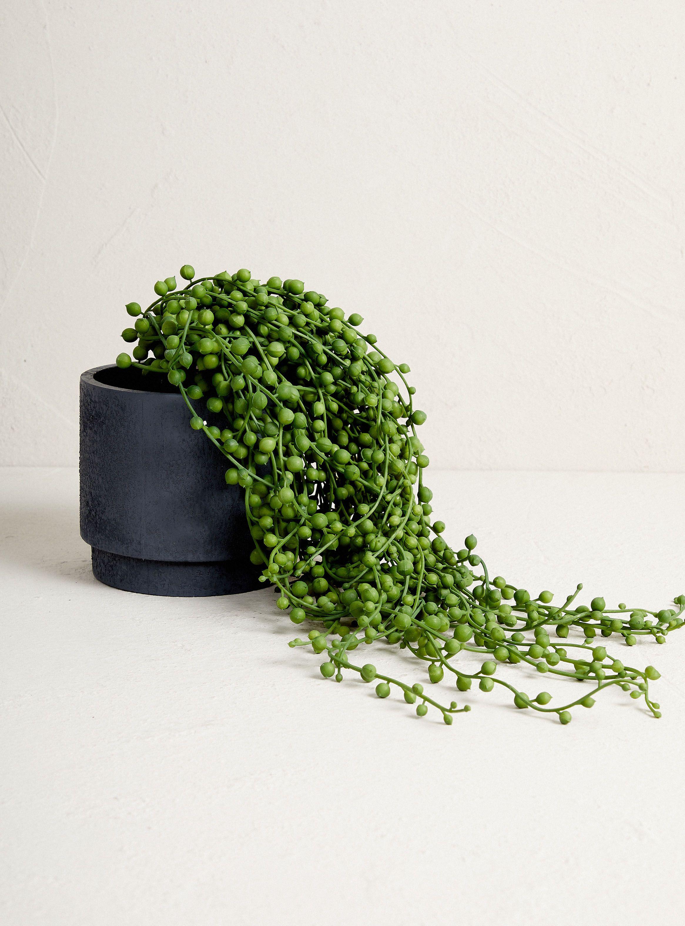 Planta Suculenta Rosario 35.5 cm-1