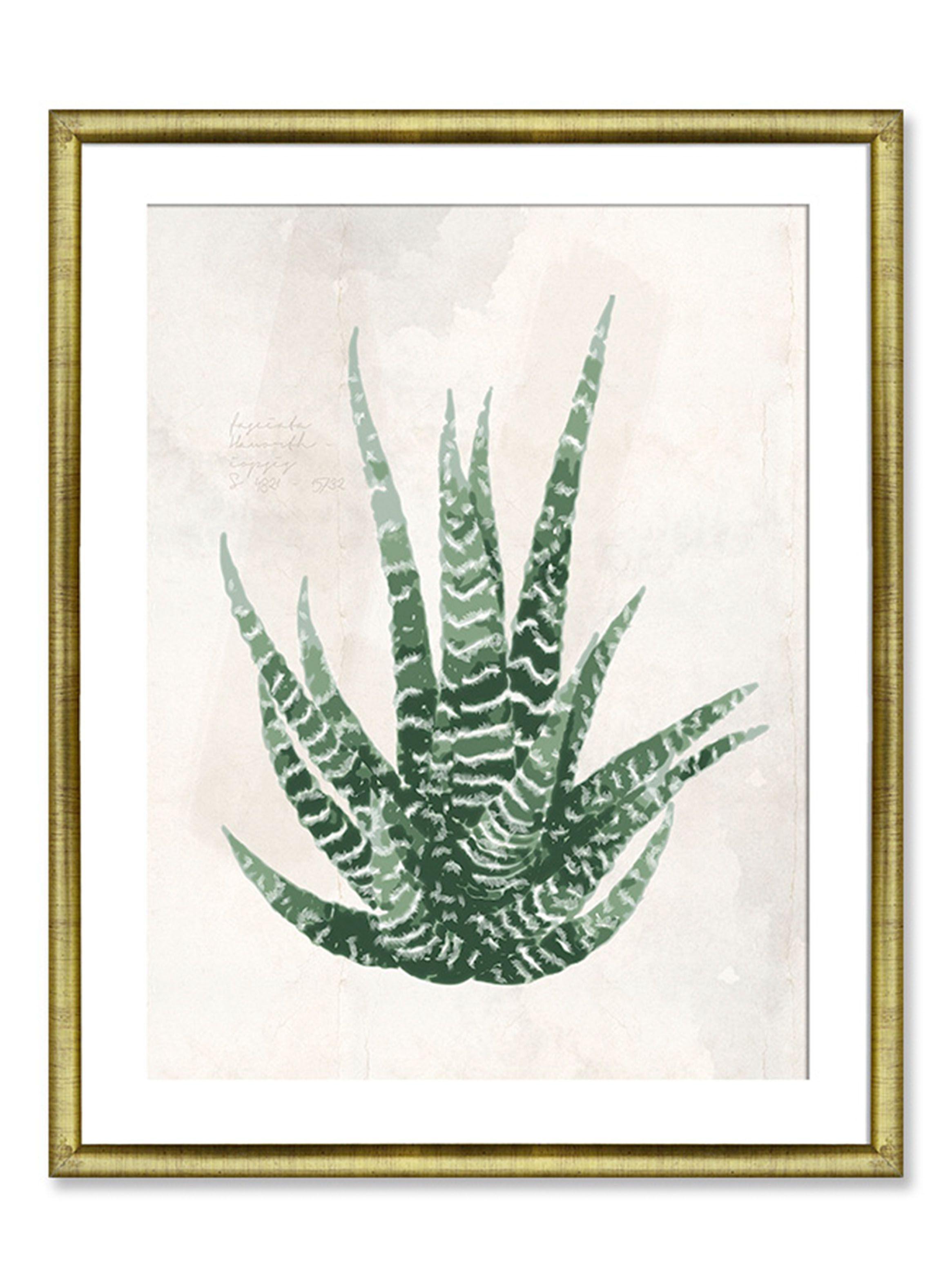 Cuadro Caza Cuadros Aloe Vera 40 x 50 cm-0