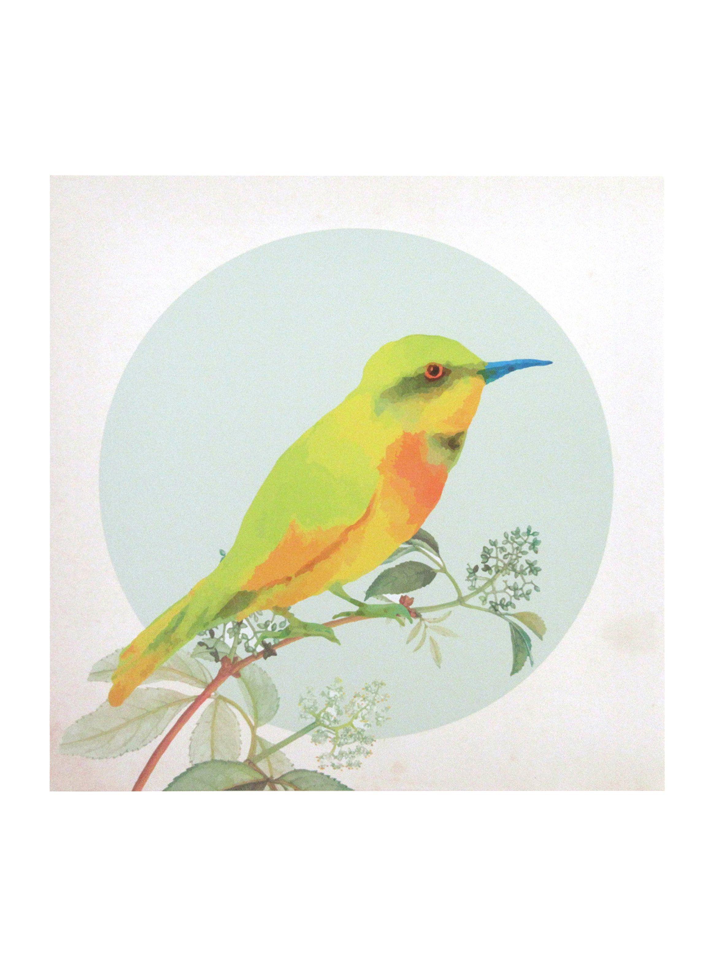 Cuadro Attimo Canva Pájaro D1 40 x 40 cm-0