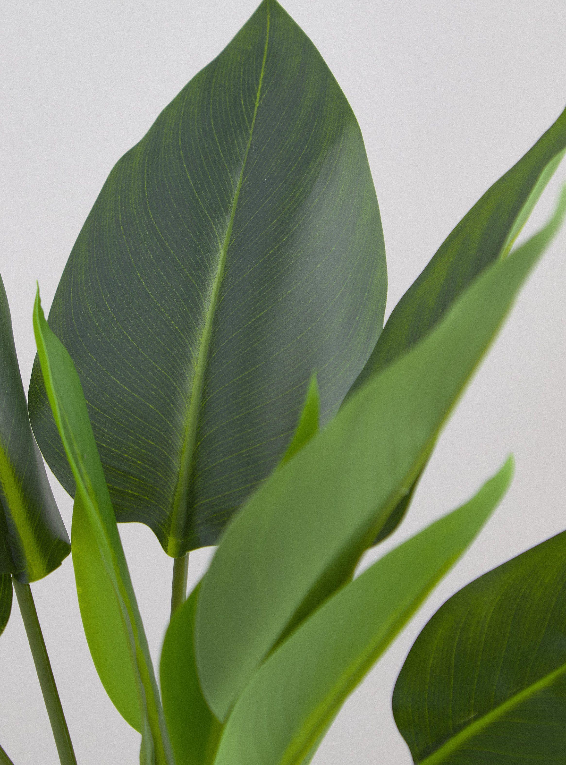 Planta Strelitzia 45 cm-2