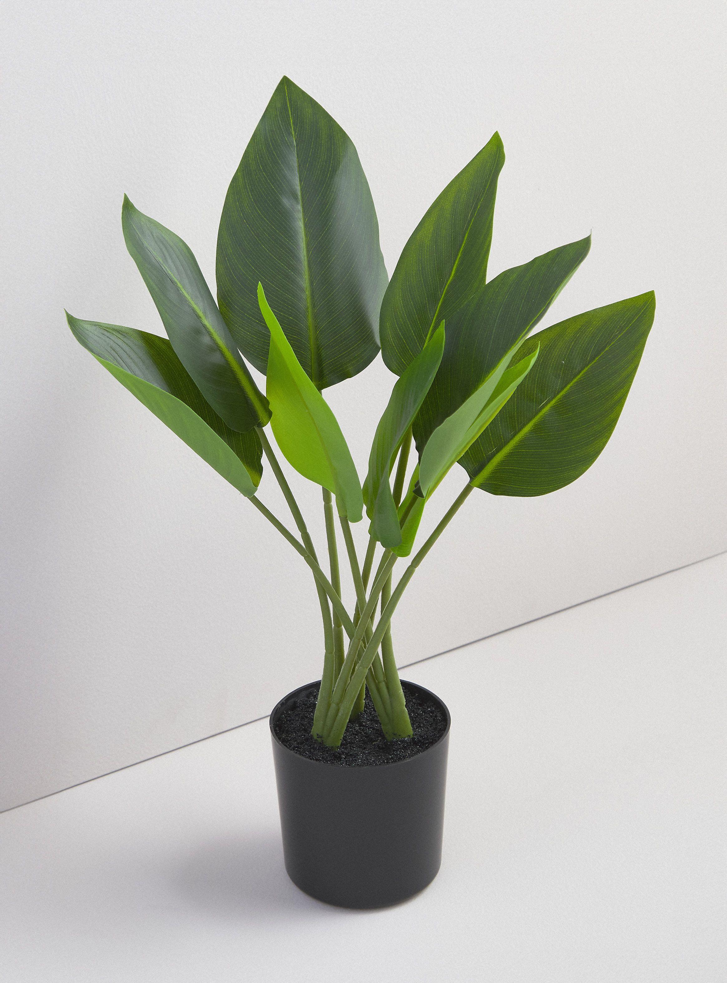 Planta Strelitzia 45 cm-1