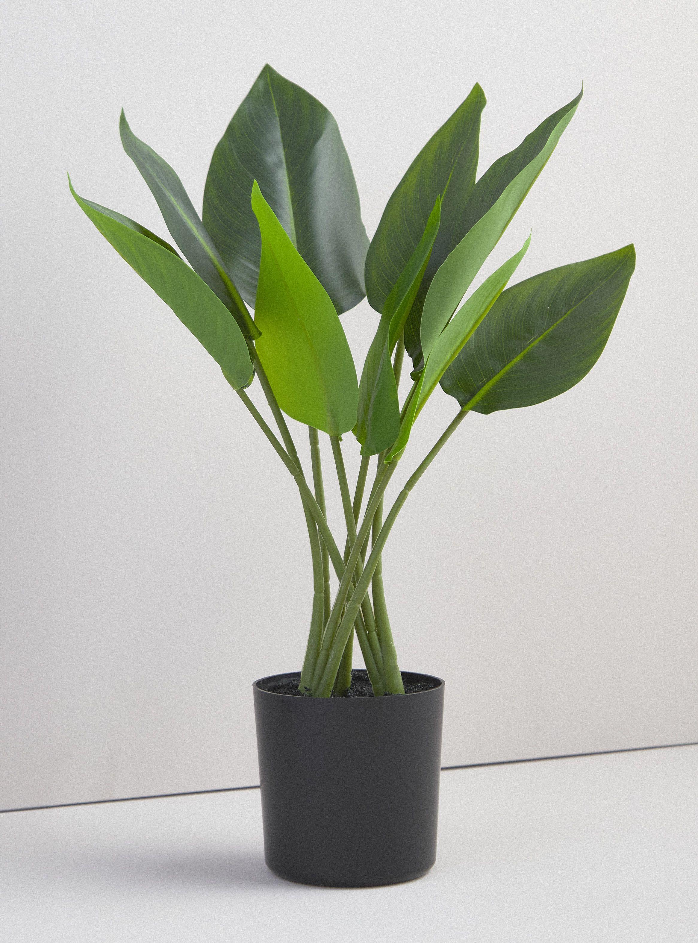 Planta Strelitzia 45 cm-0