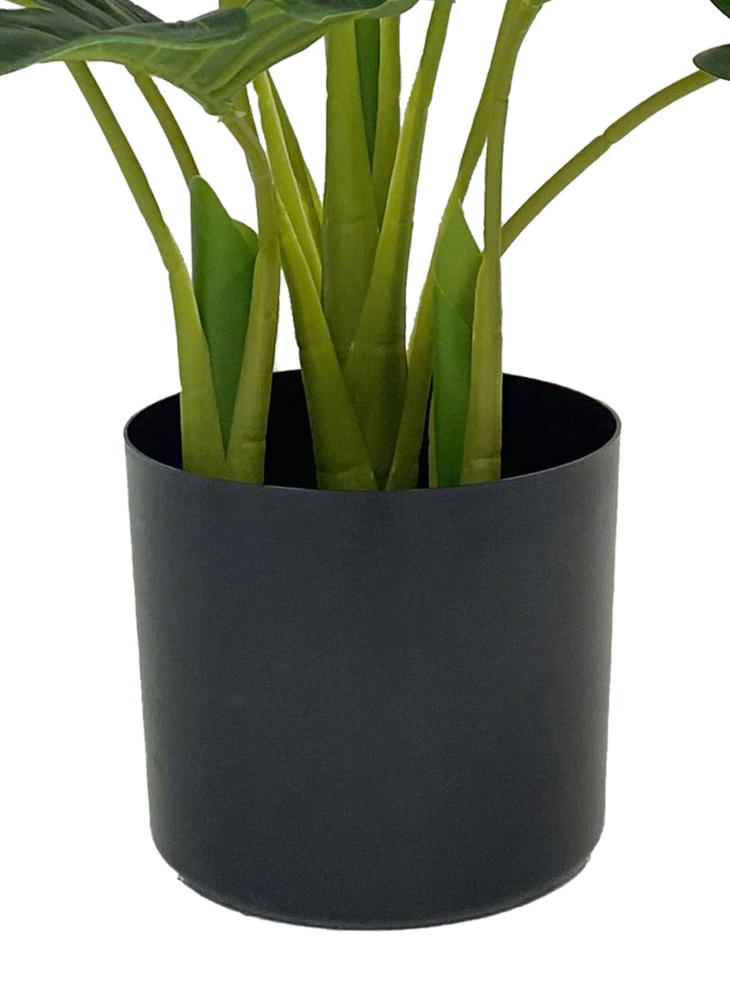 Planta Monstera 55 cm-2