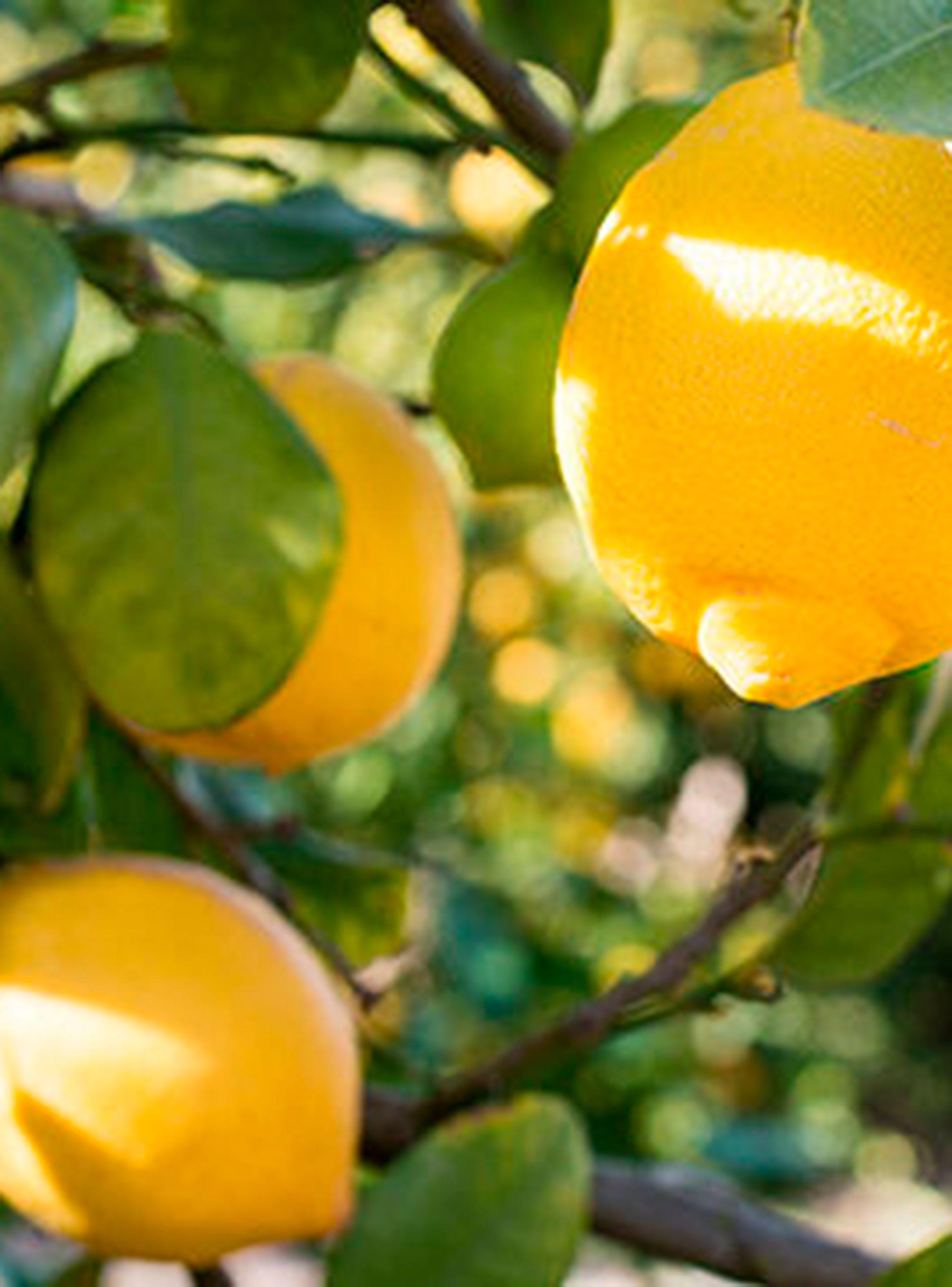 Crema L'Occitane de Manos Verbena Citrus 30 ml-1