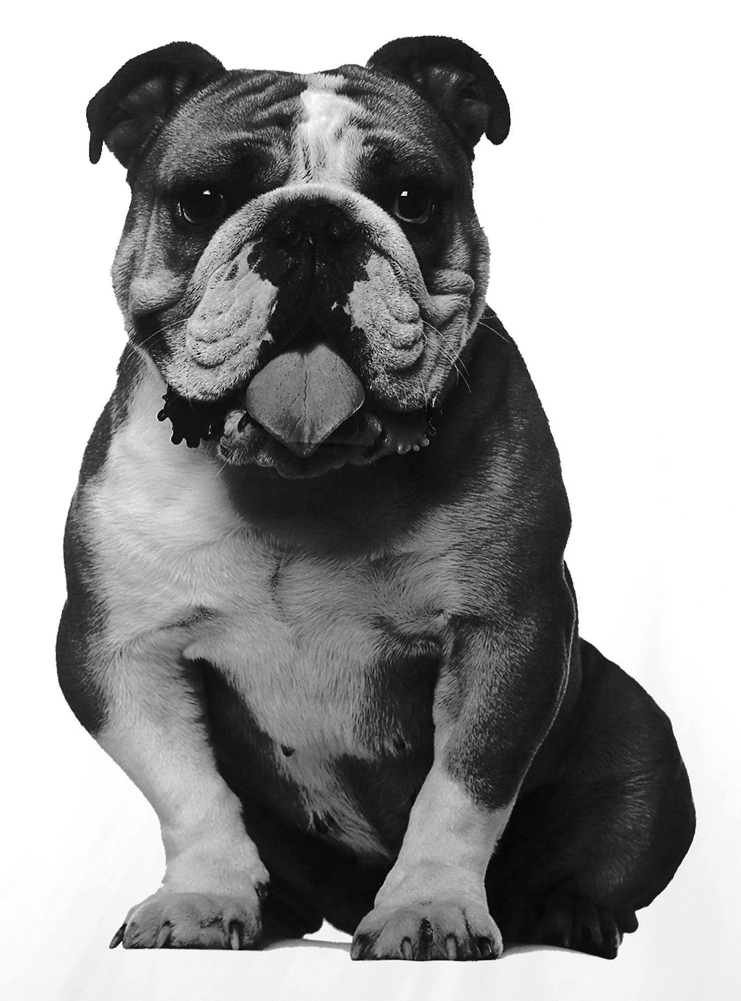 Cortina de Baño Estampada Bulldog 180 x 180 cm Mallorca-2