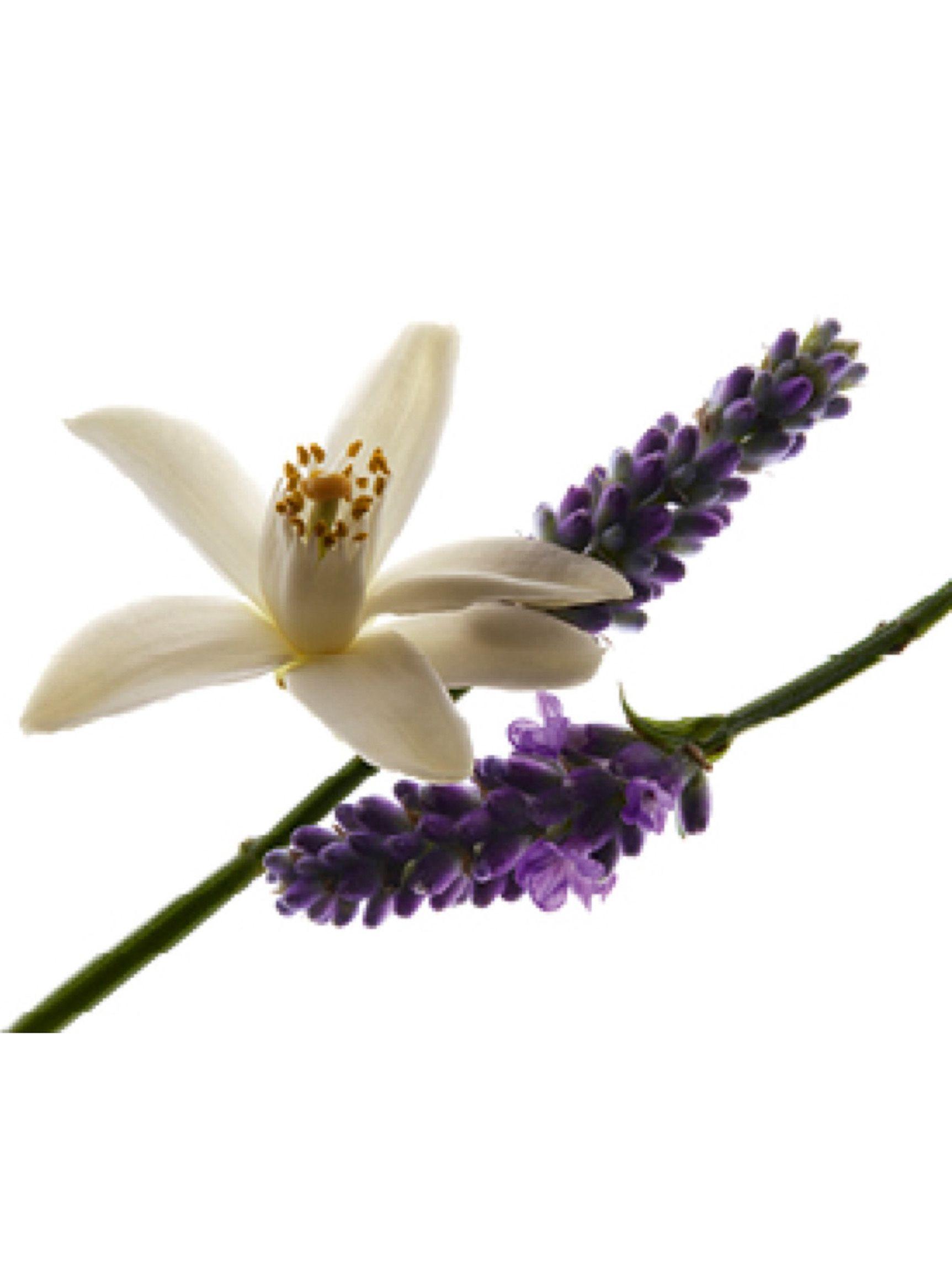 Perfume Yves Saint Laurent Libre Mujer EDP 10 ml-1