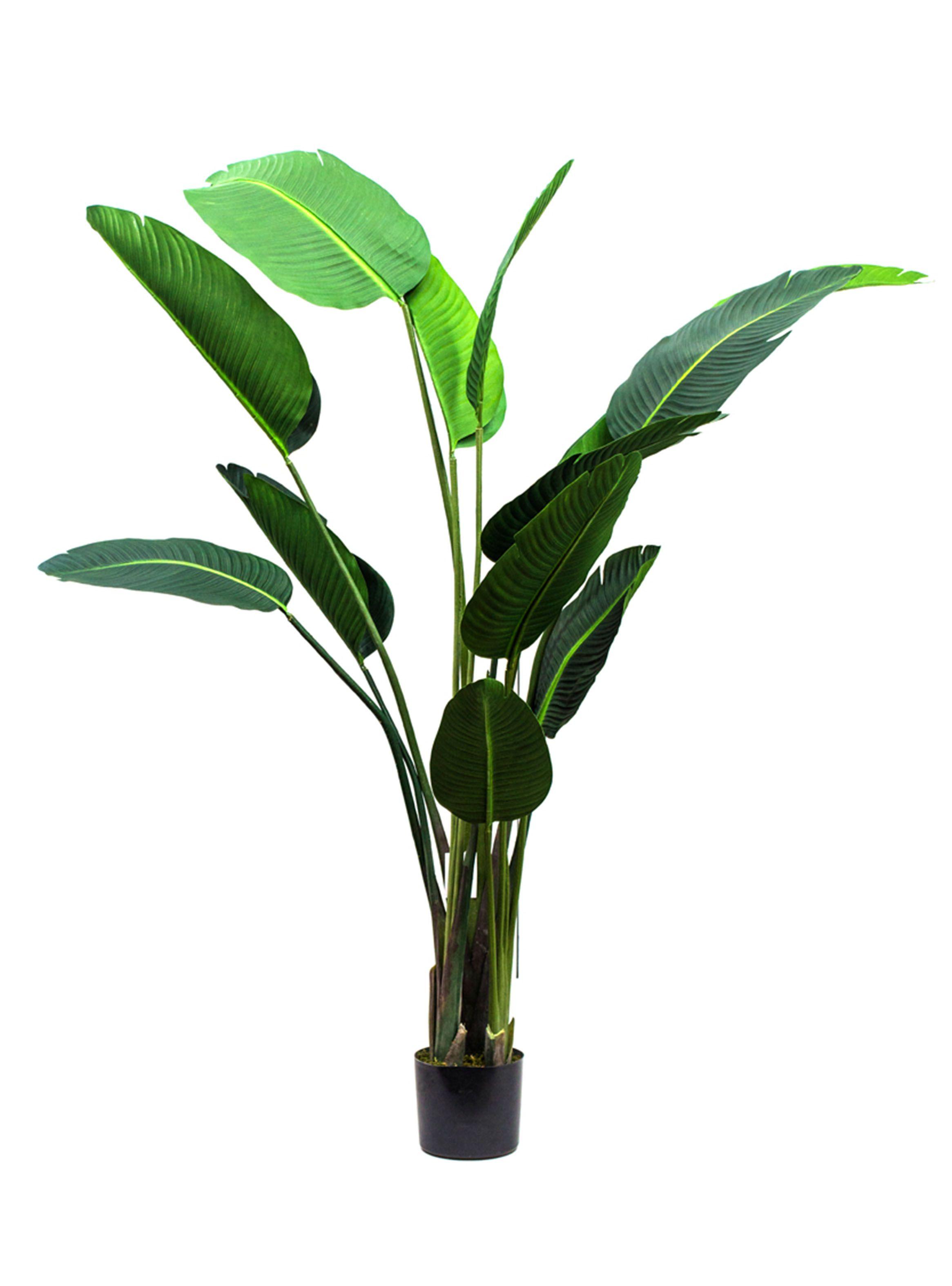 Planta Bird of Paradise 190 cm 13 Hojas-0