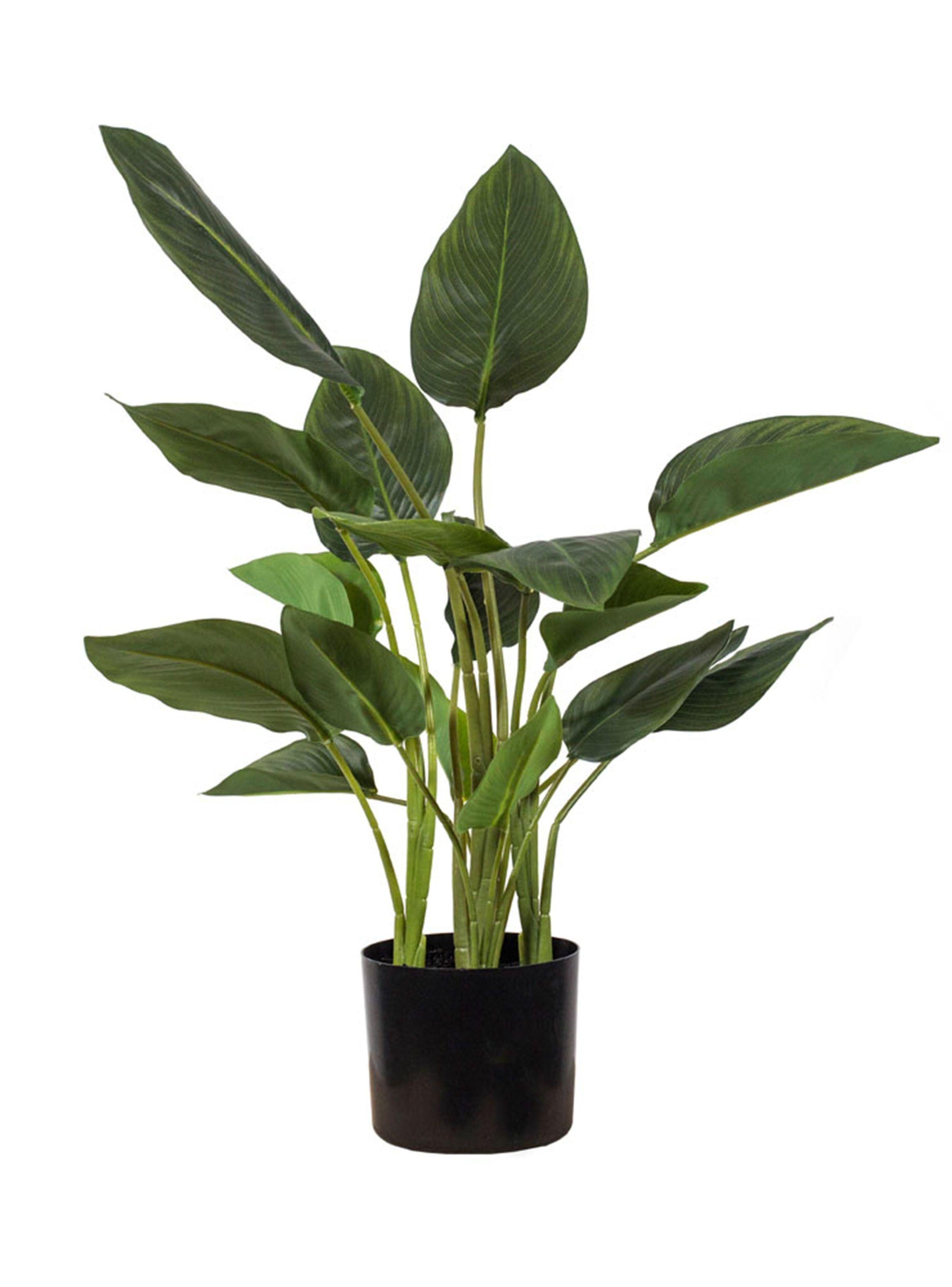 Planta Strelitzia 78 cm The Garden-0