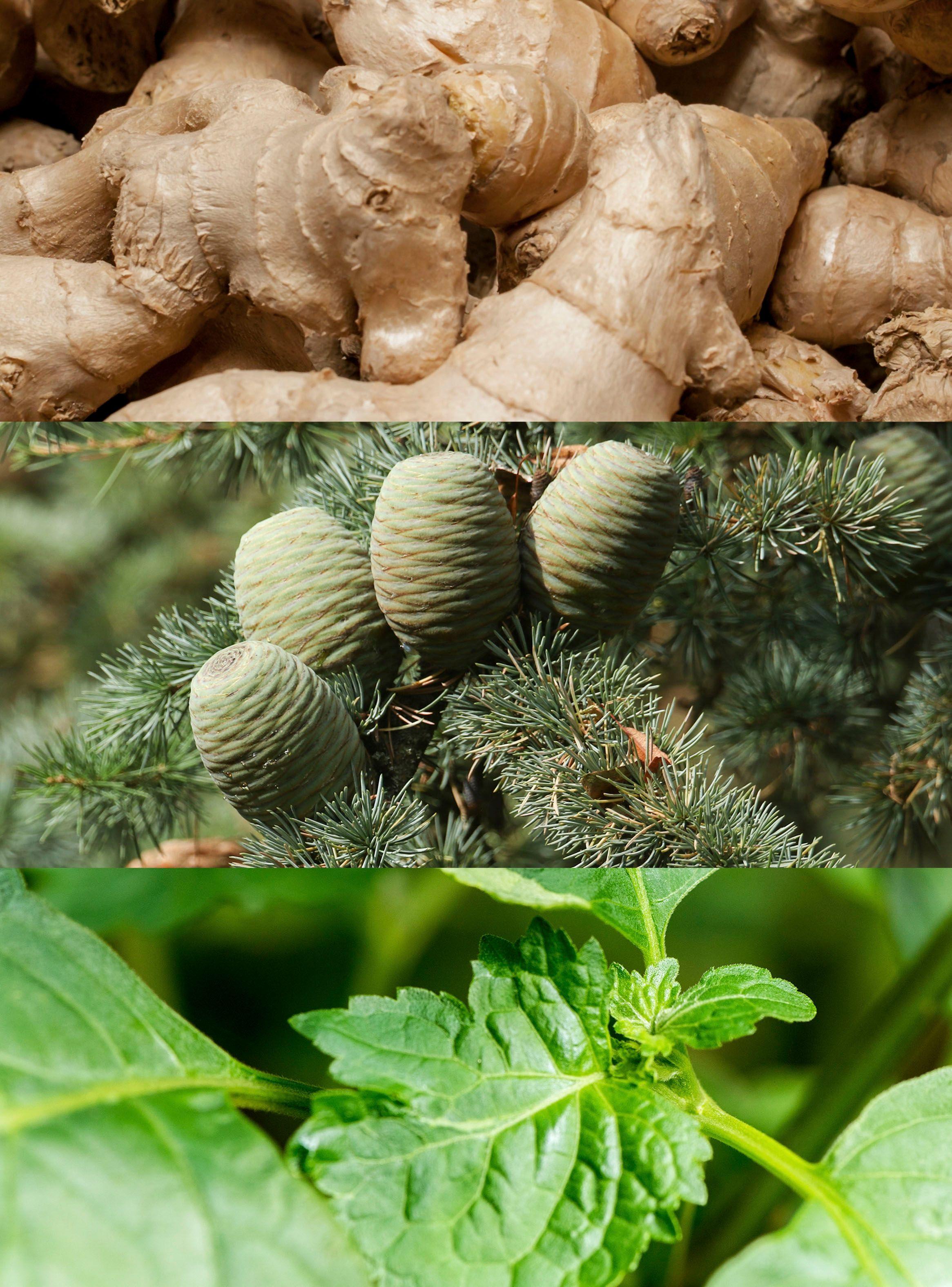 Perfume Calvin Klein Euphoria Men EDT 50 ml-4