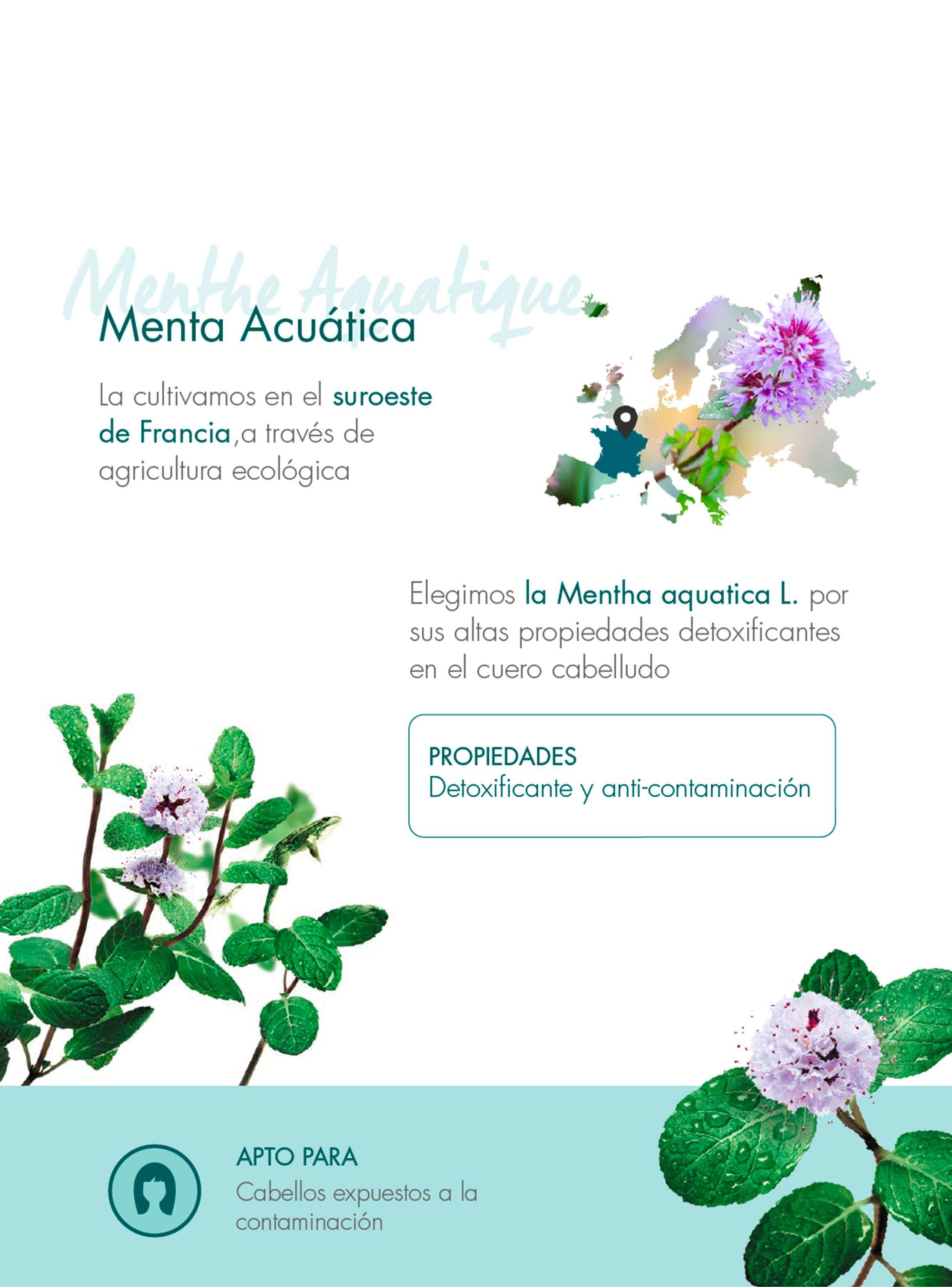Shampoo Detoxificante a la Menta Acuática 200 ml-5