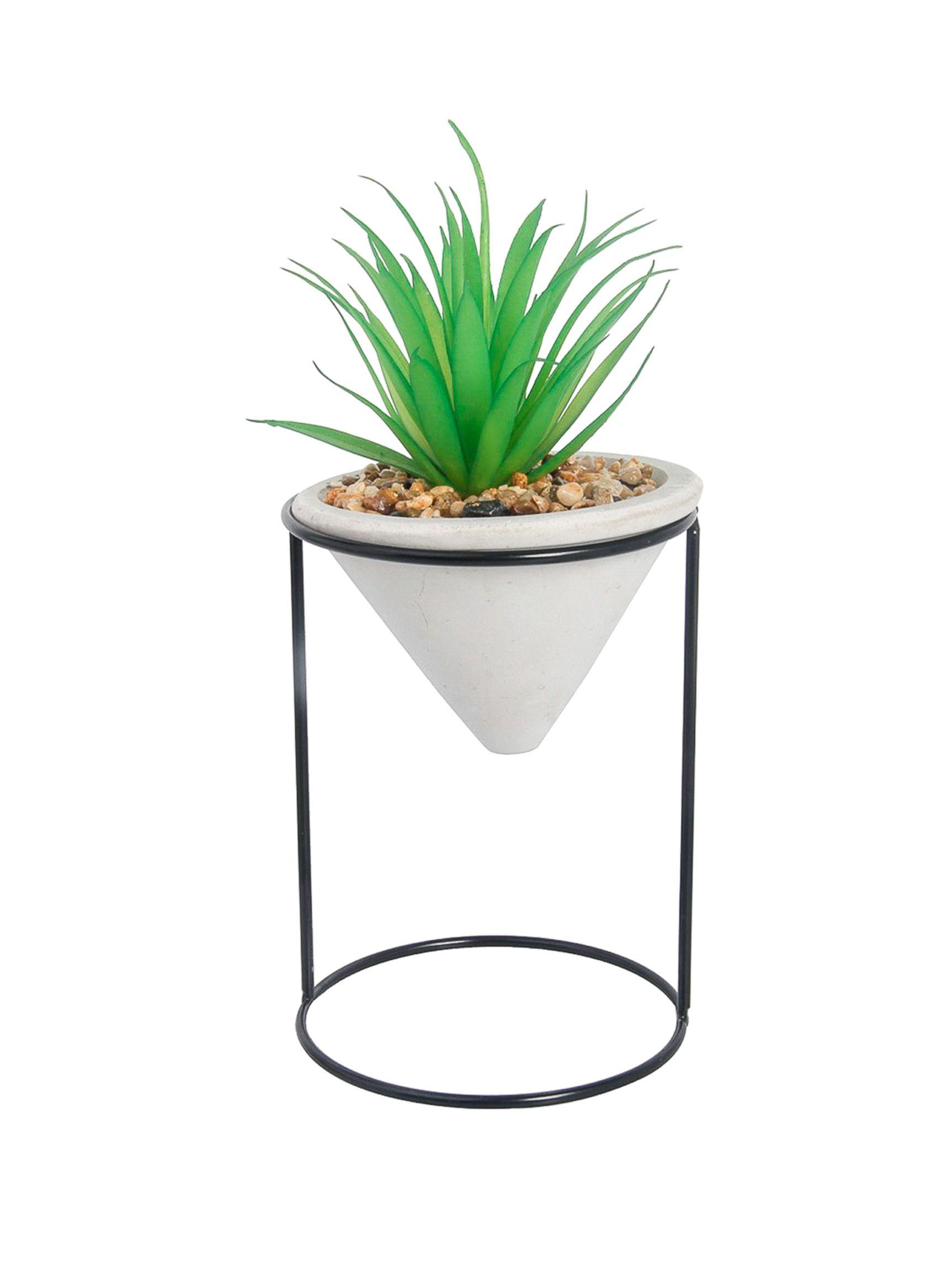Dracaena Cono 26 cm-0