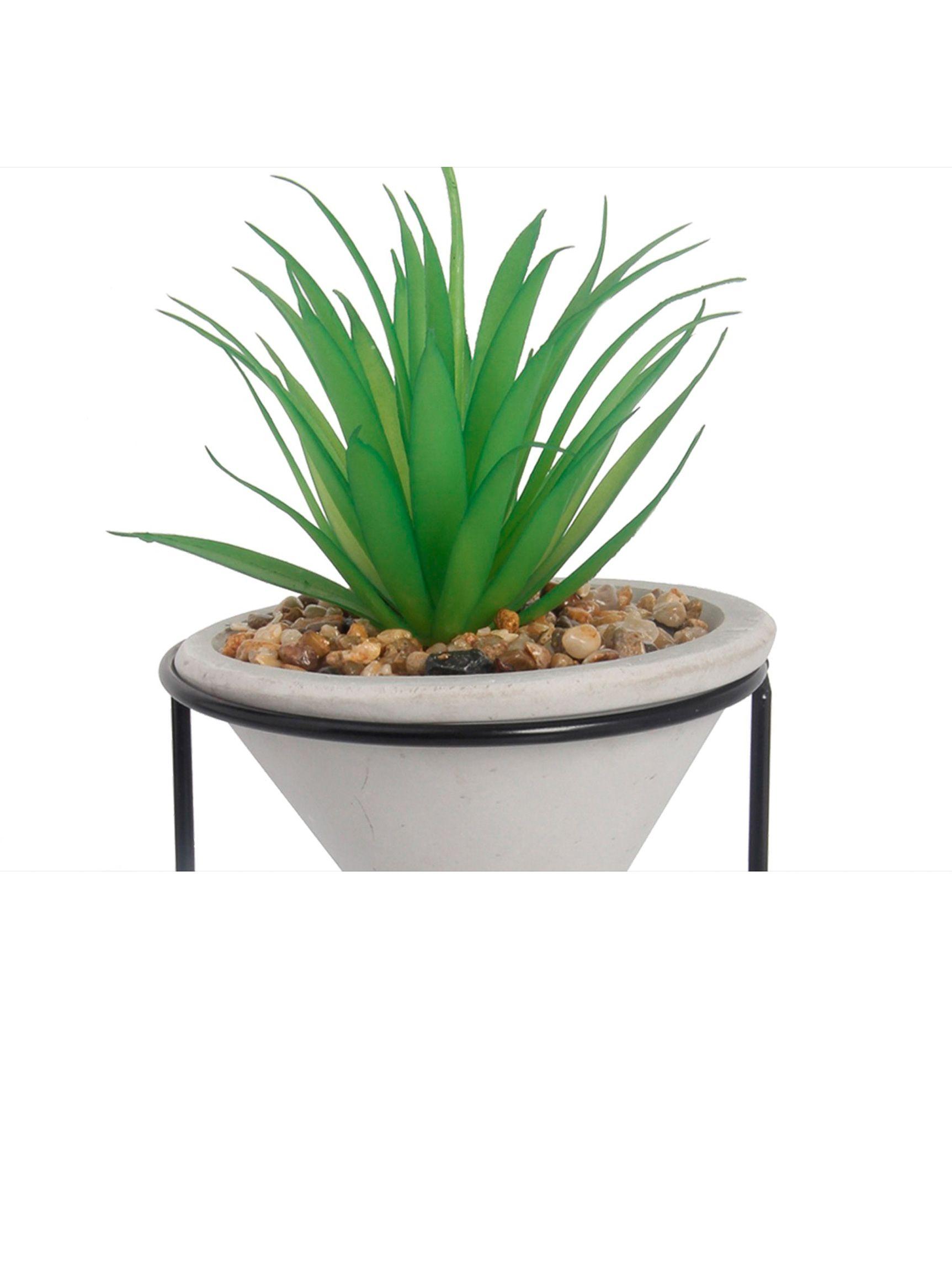 Dracaena Cono 26 cm-1