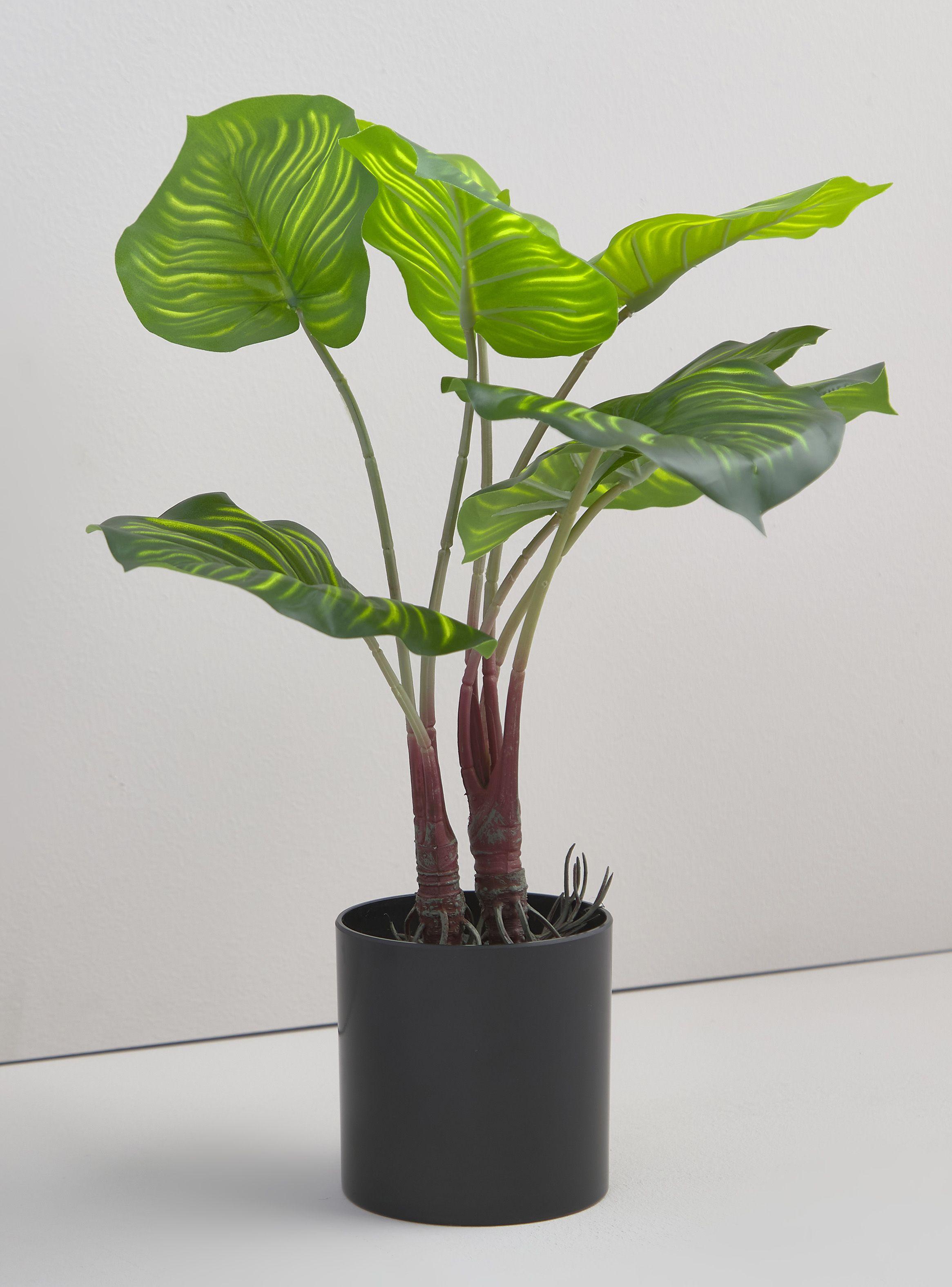 Planta Calatea 9 cm-0
