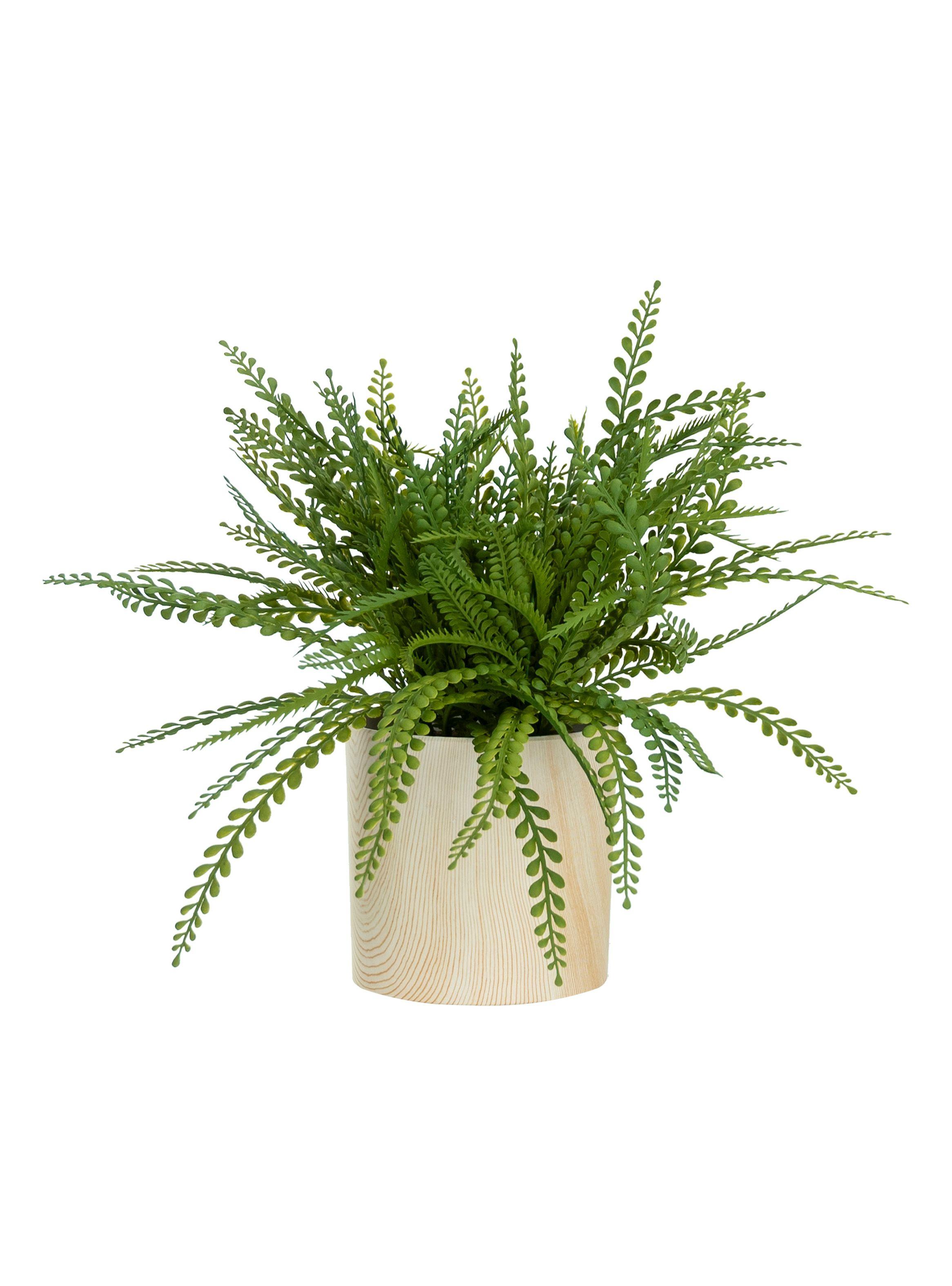Planta Adiantum 32 cm-0
