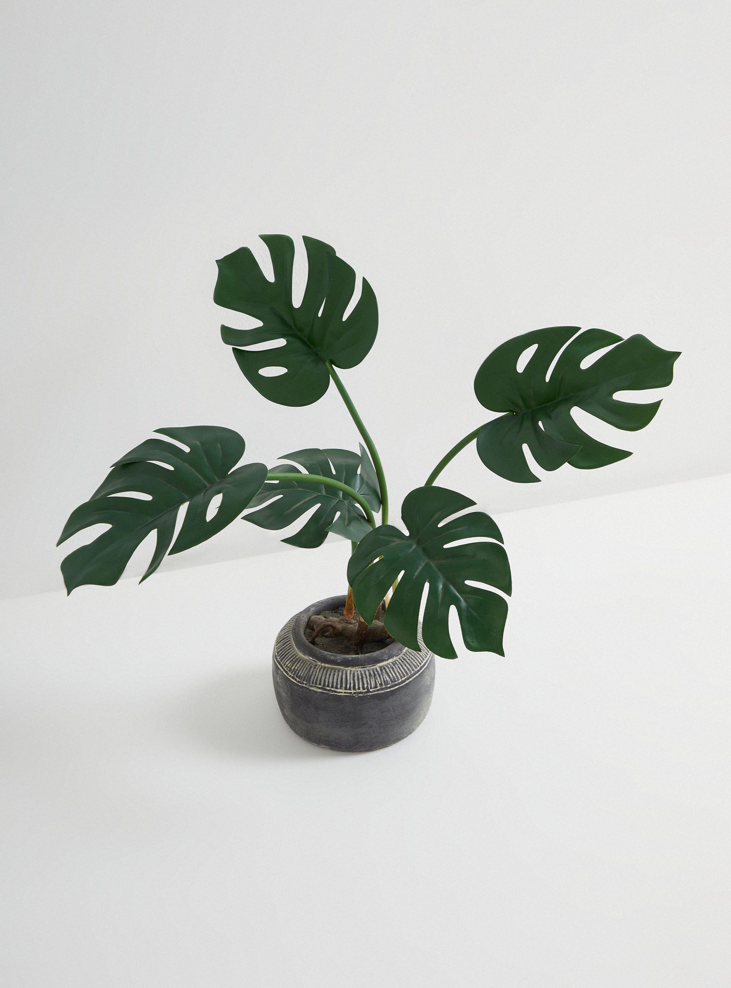 Planta Monstera Cerámica-1
