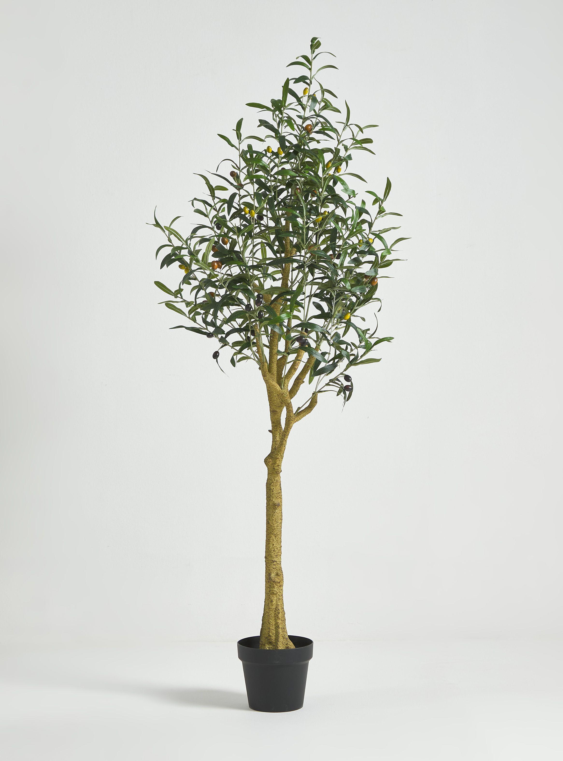 Planta Olivo 145 cm-0