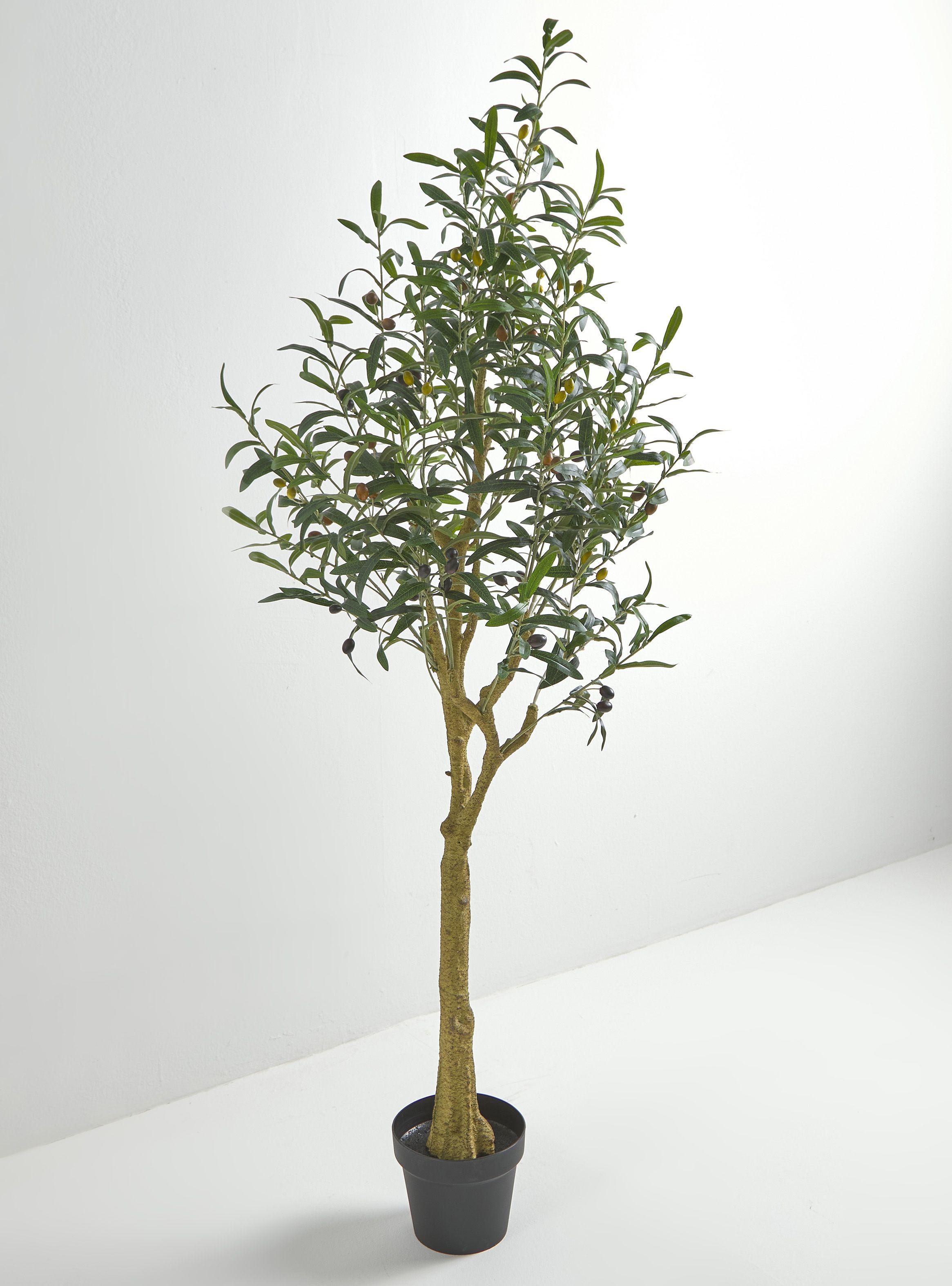 Planta Olivo 145 cm-1